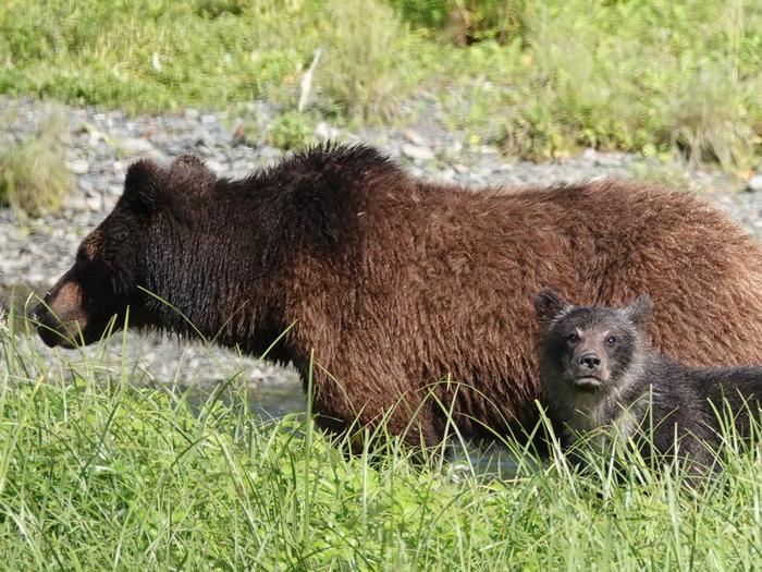 Female brown bear and spring cub fish in Pack Creek