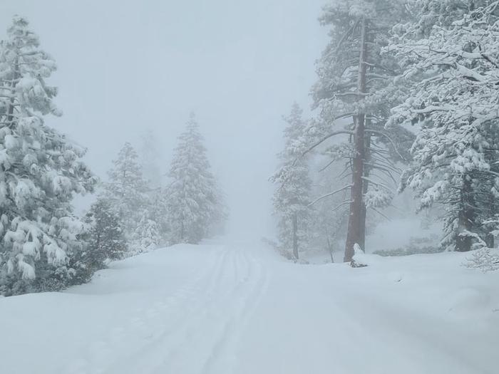 Preview photo of Sequoia National Forest Christmas Tree Permit