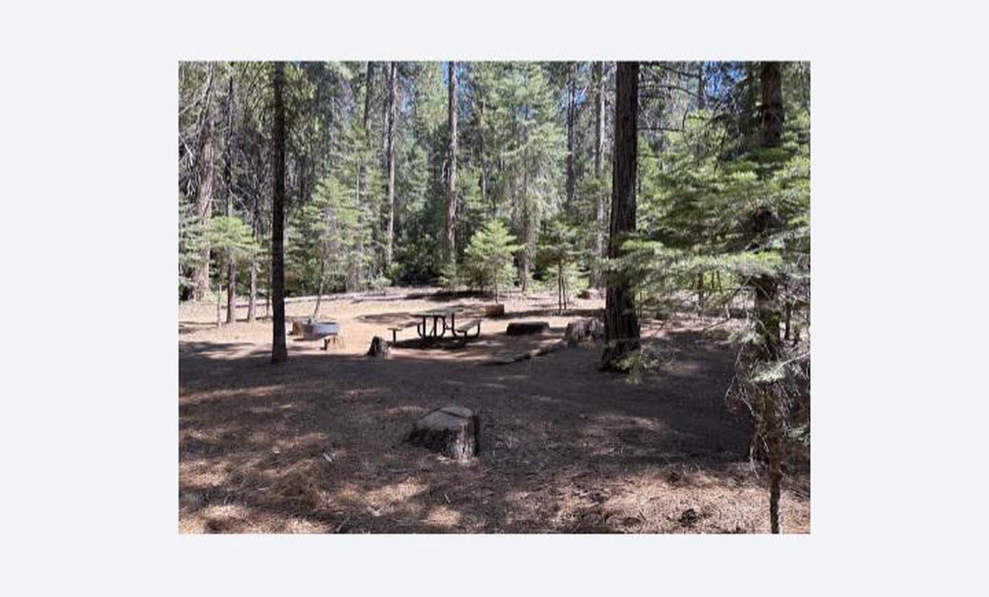 A photo of Site 1 of Loop 1 at CHILKOOT with Tent Pad, Picnic Table, Fire Pit