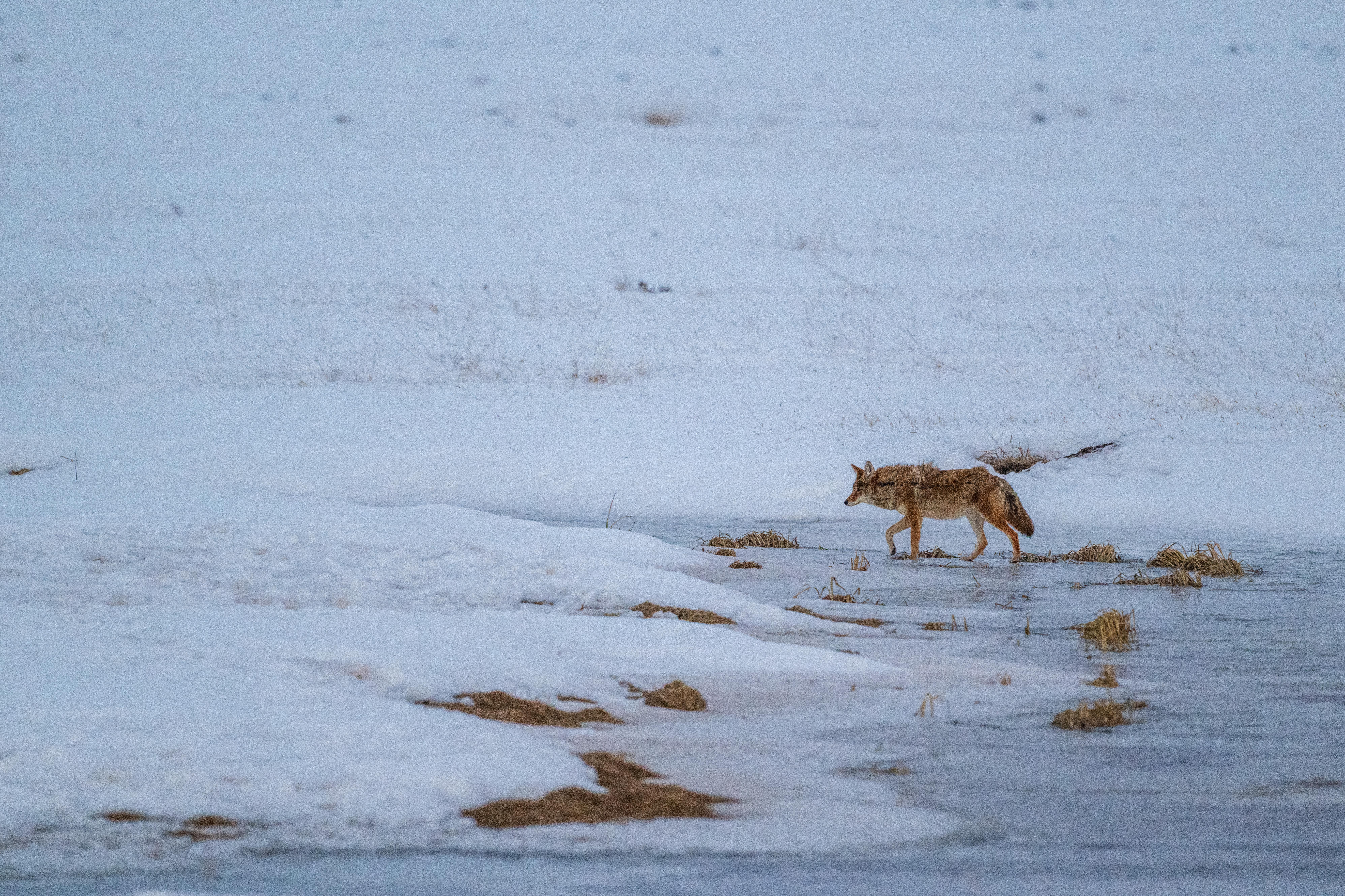 Coyote on Thin Ice