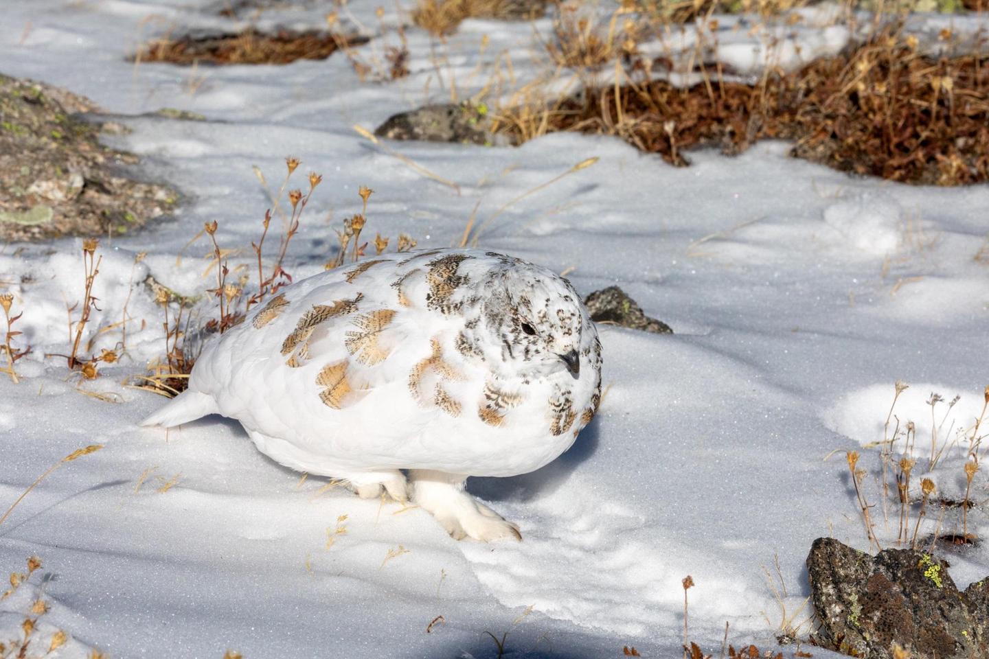 White-tailed Ptarmigan in early winterWhite-tailed Ptarmigan in winter