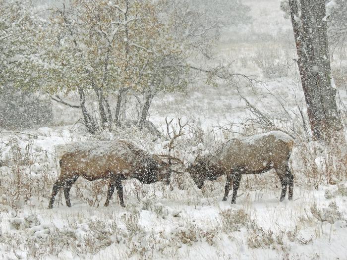 Elk in winter