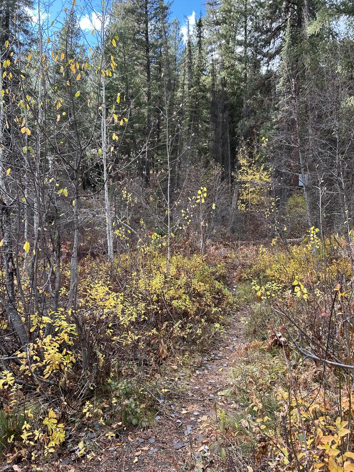 Narrow, brushy path leading to creekPath for creek access in Site 13