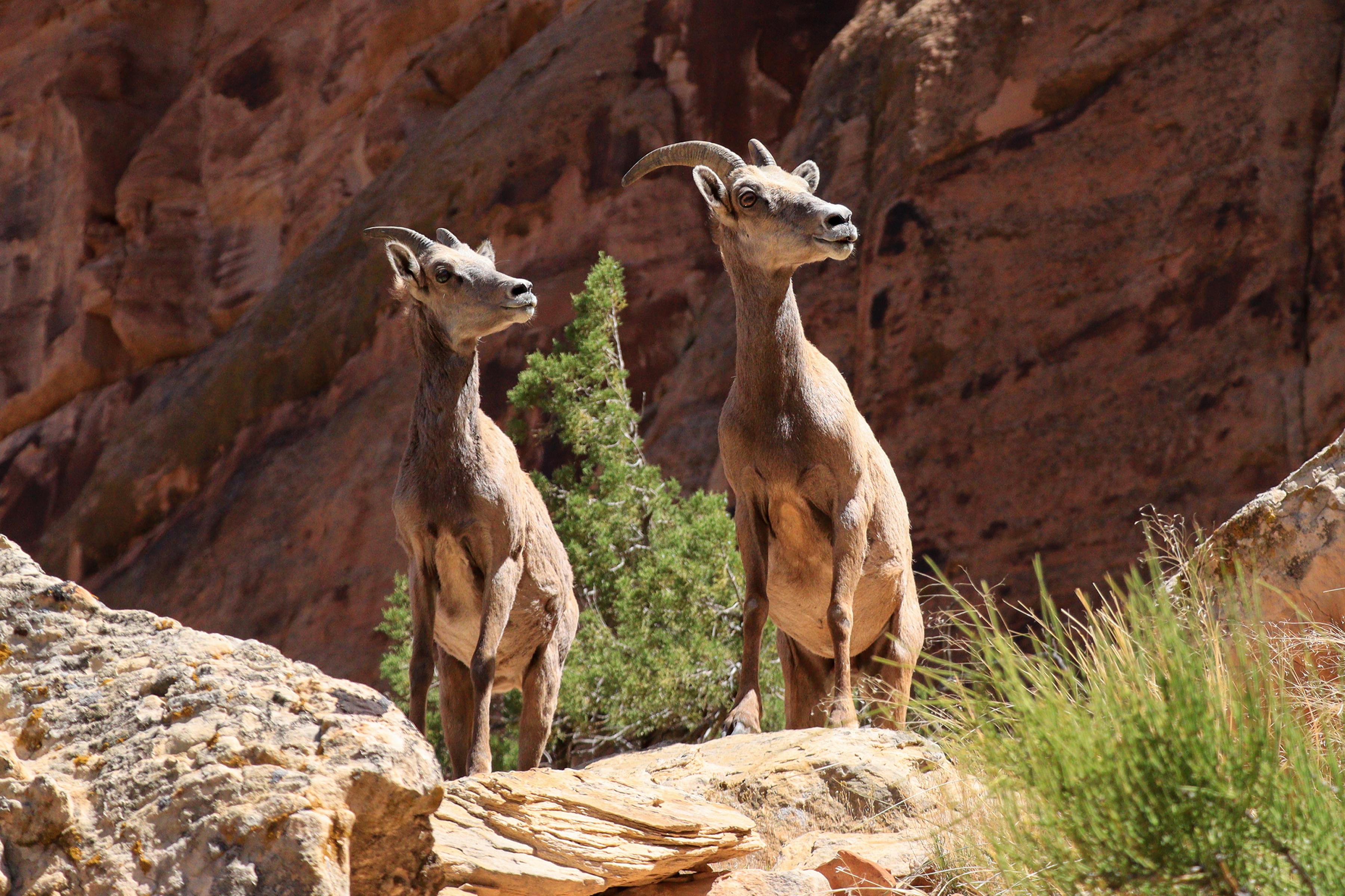 Desert Bighorn Sheep