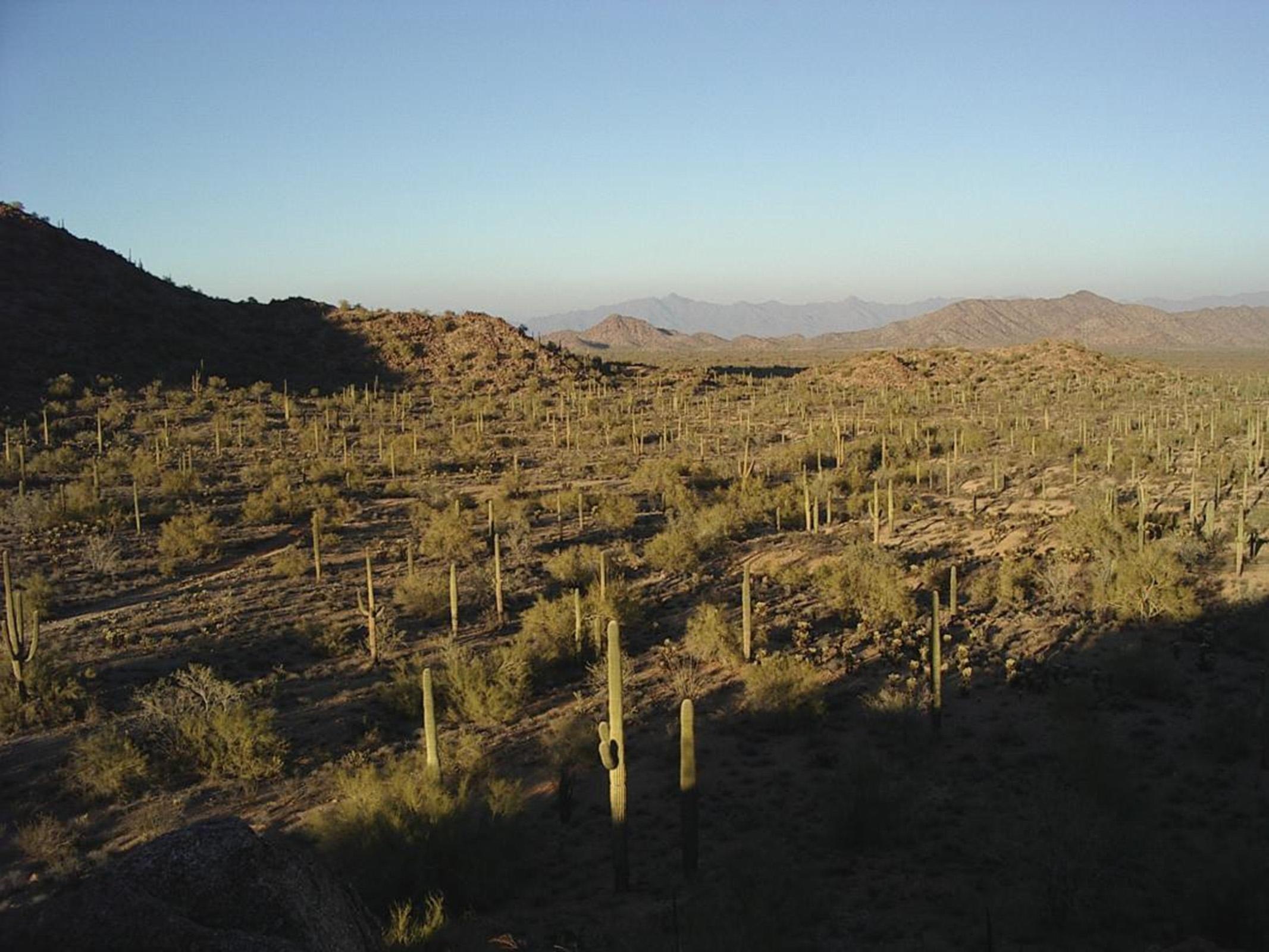 Saguaro Forest on the Butterfield Overland NHT