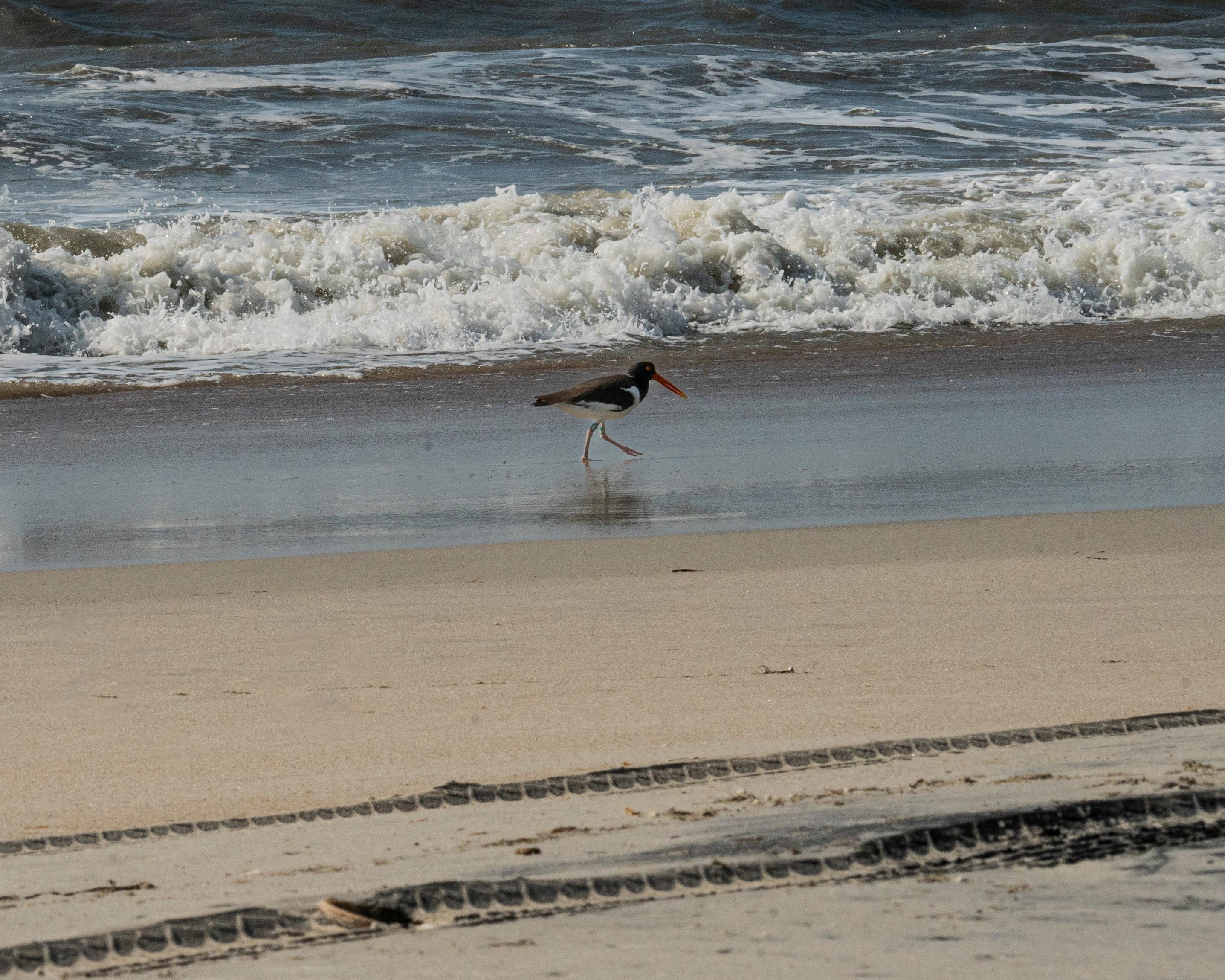 Cape Lookout National Seashore — American Oystercatcher