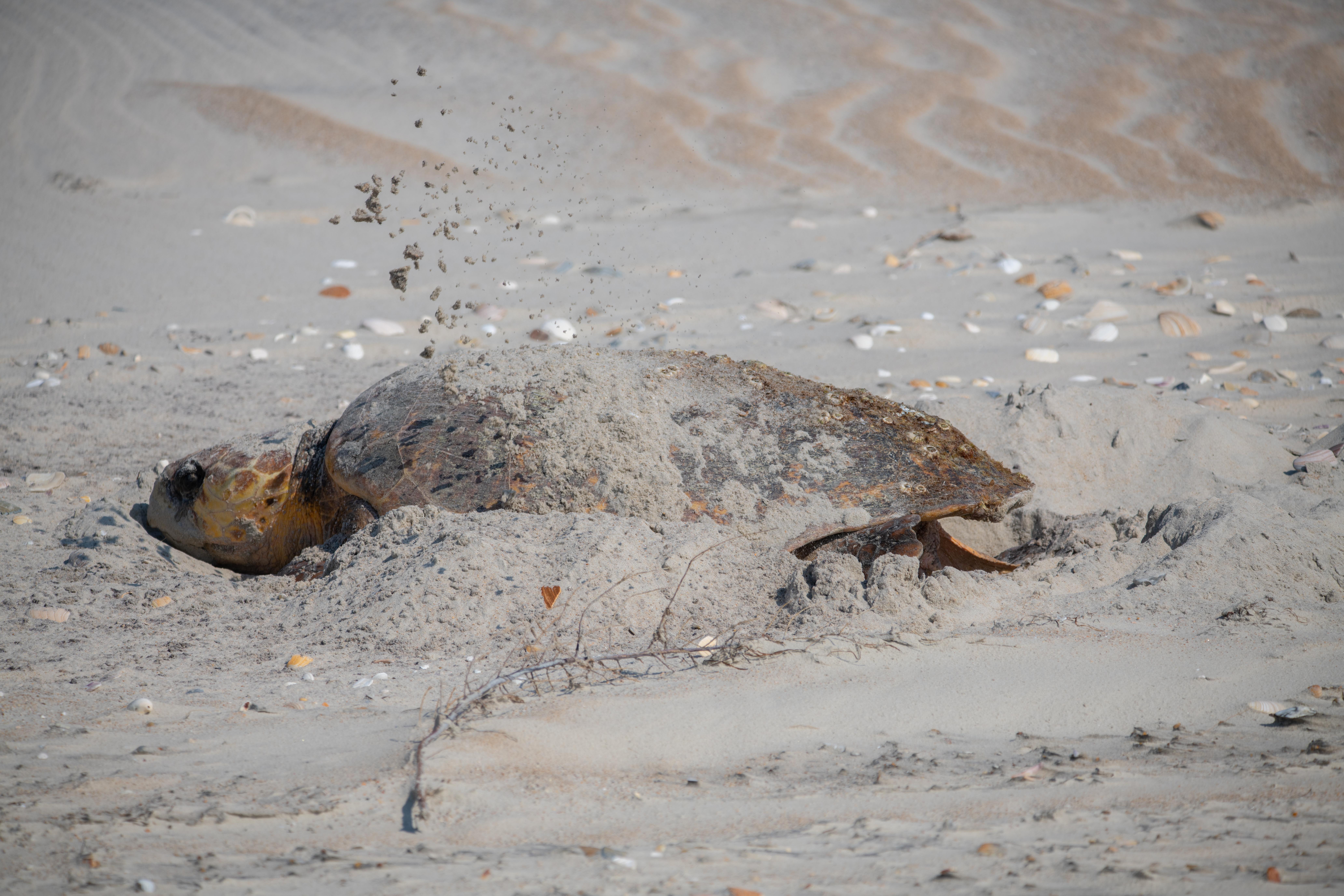 Cape Lookout National Seashore — Loggerhead Sea Turtle