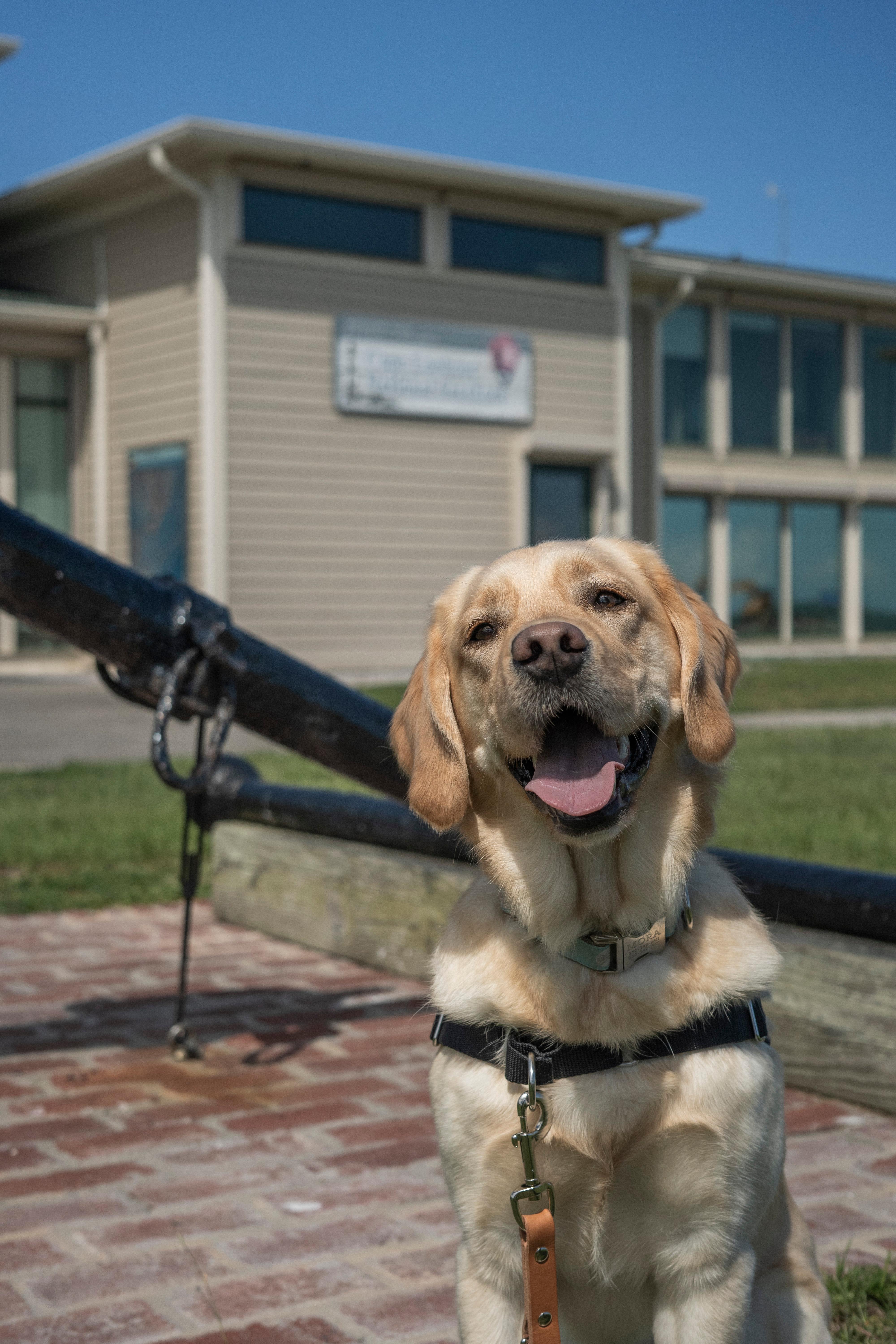 Bark Ranger