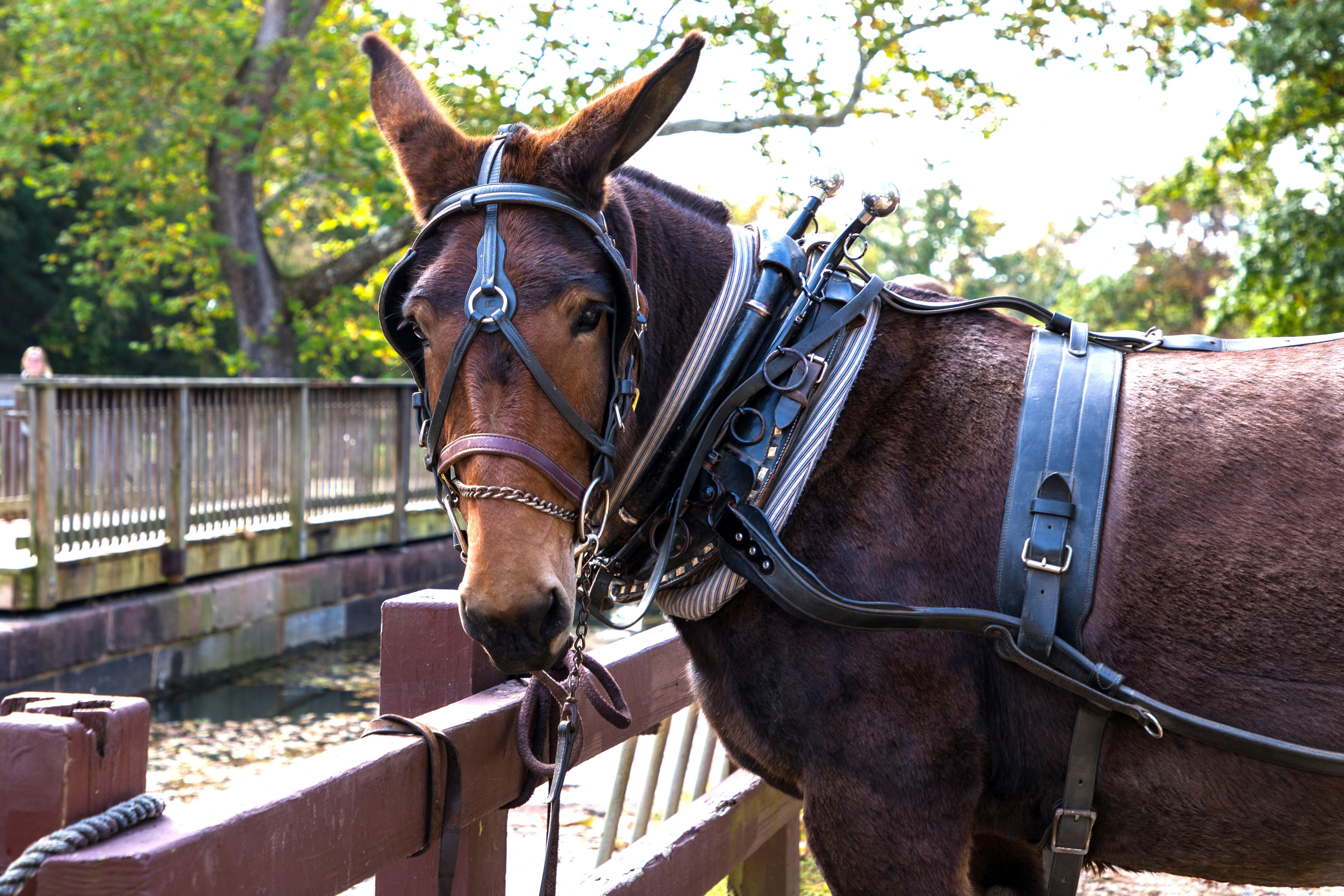 Mules at Great Falls