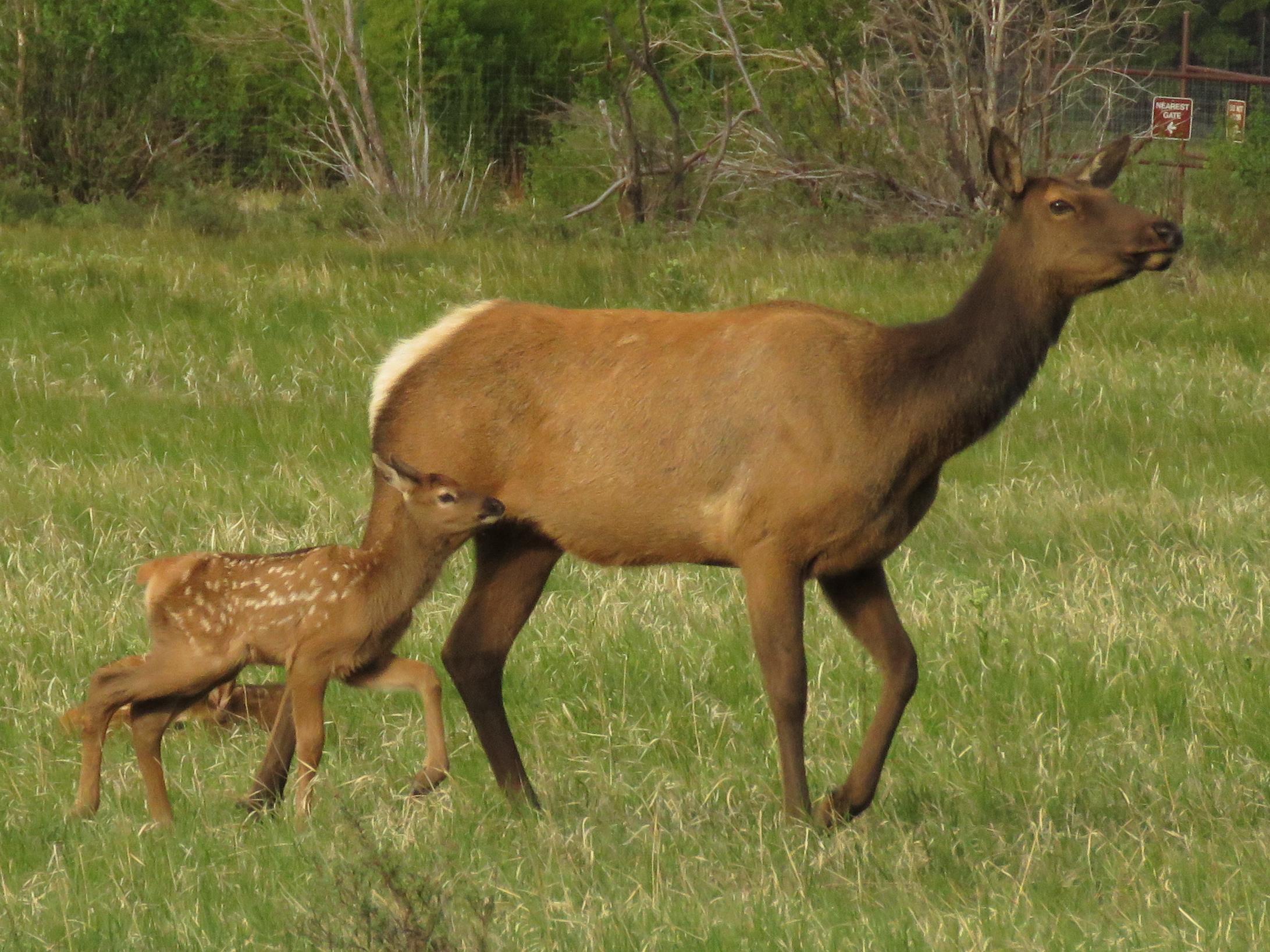Elk in spring