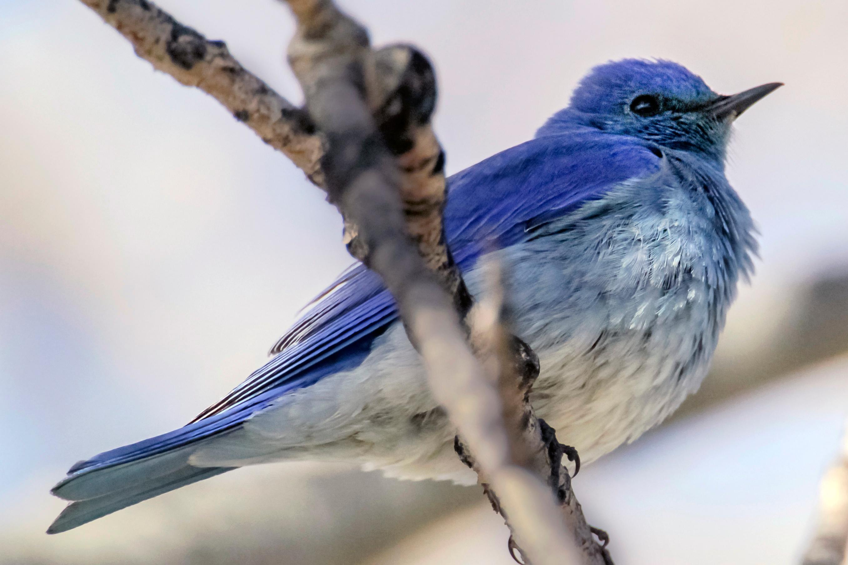 Mountain bluebird