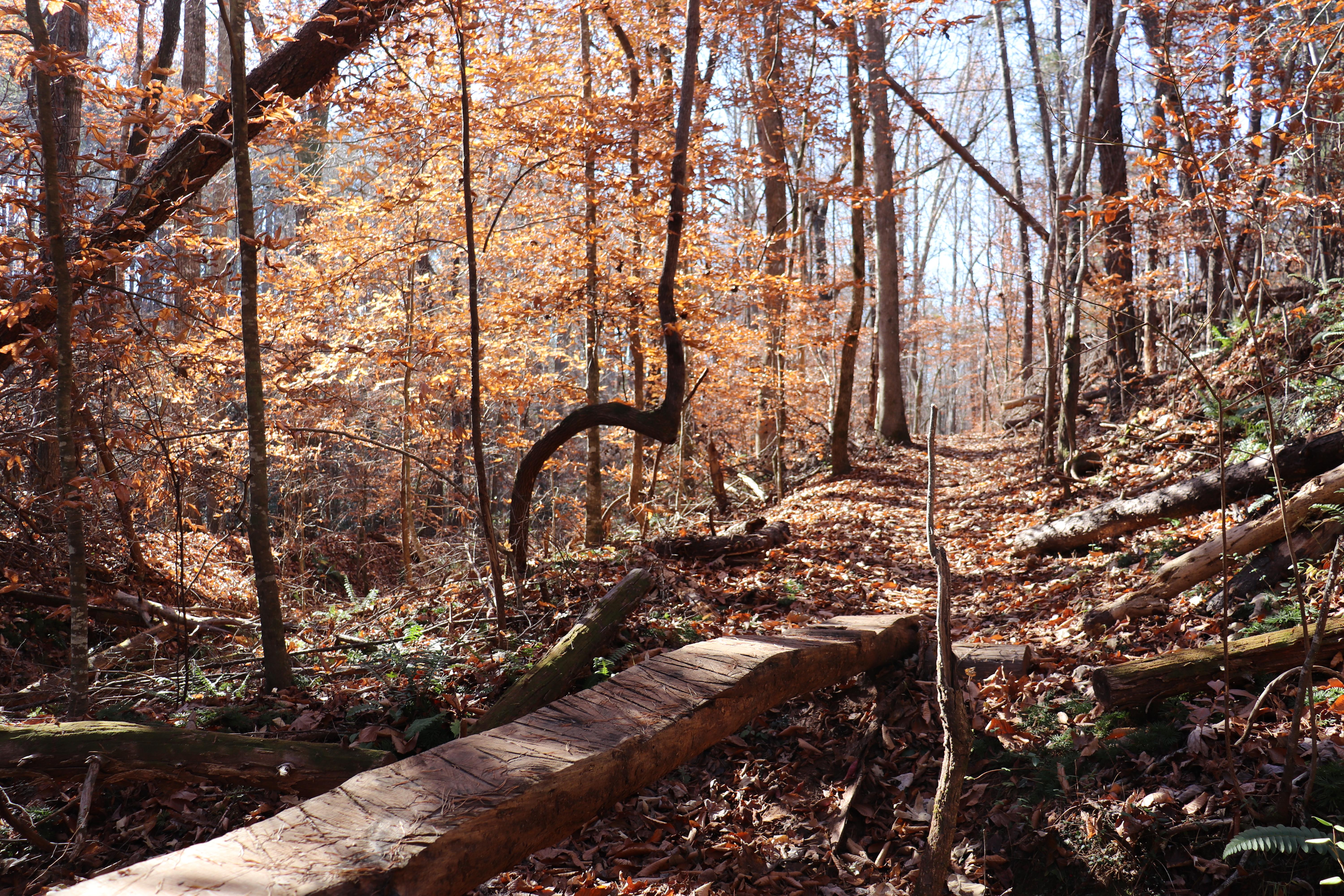 Alexander's Ford Trail at Bradley Nature Preserve