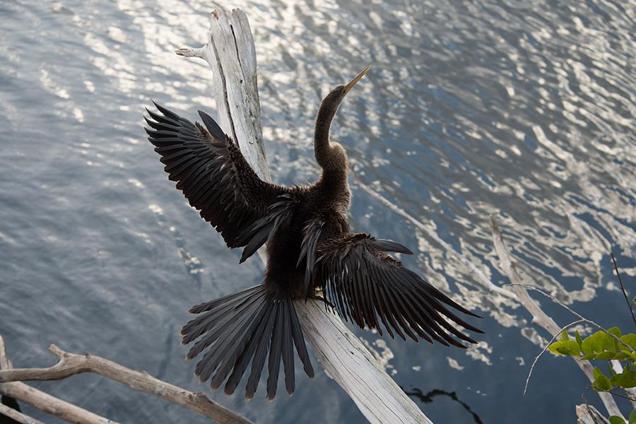 Anhinga