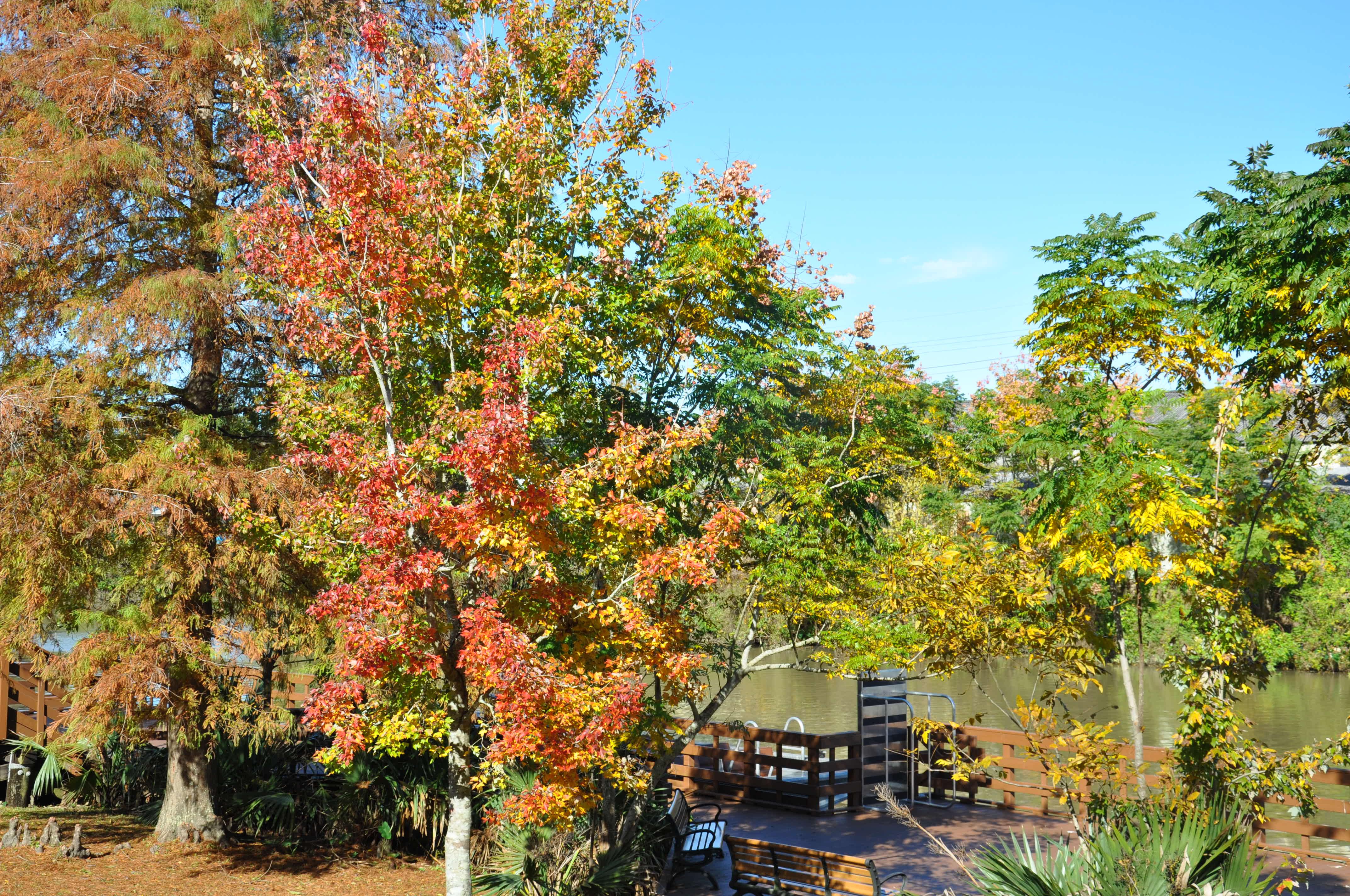 Come relax next to Bayou Lafourche