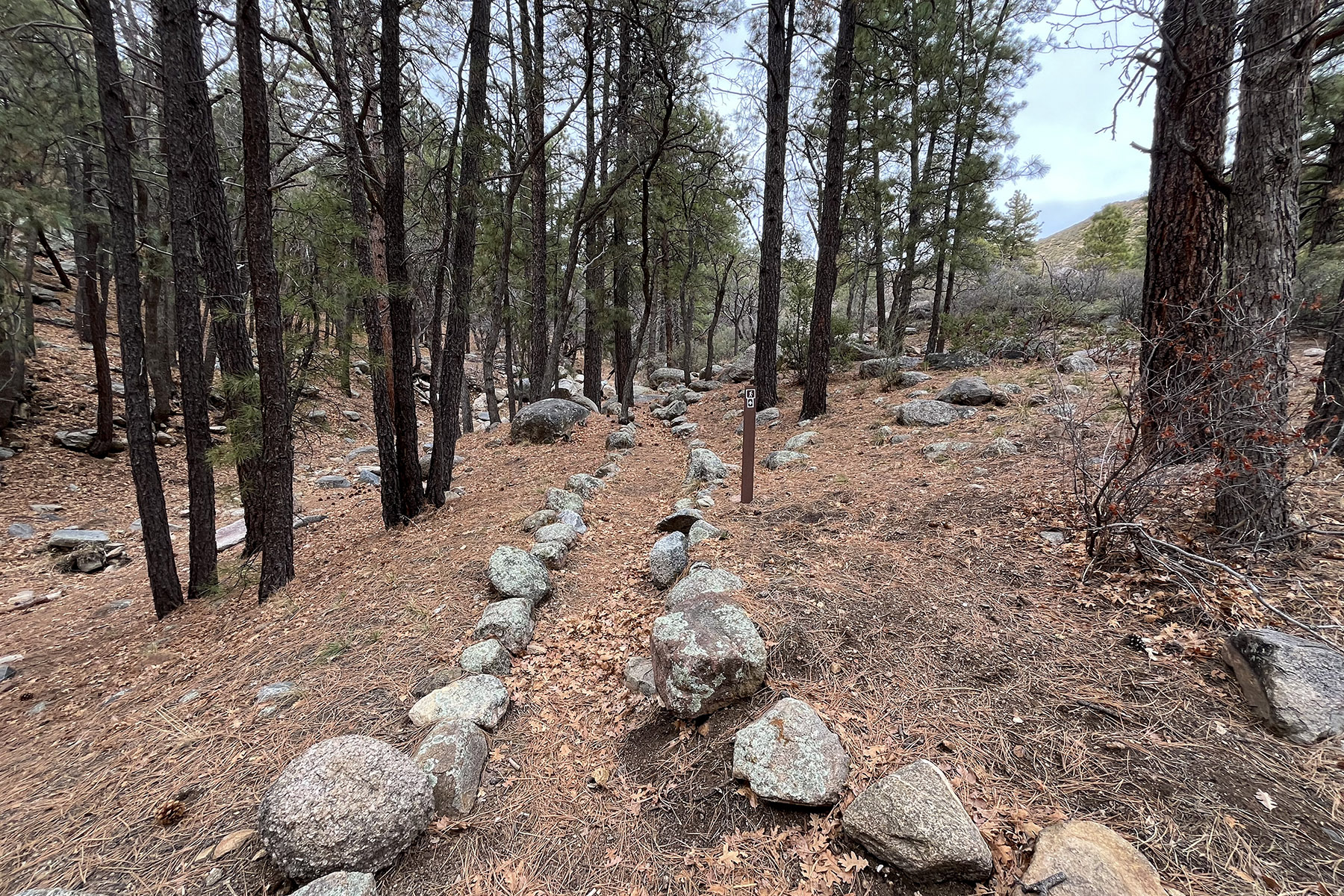 Wild Cow Springs Campground trail