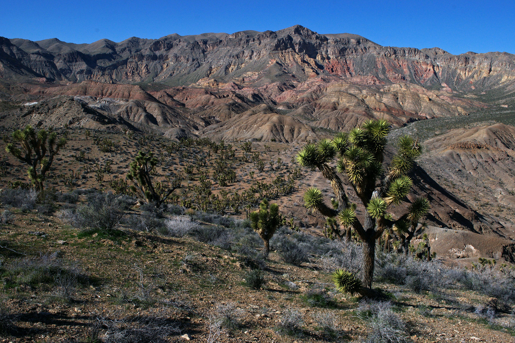 Beaver Dam Mountains Wilderness