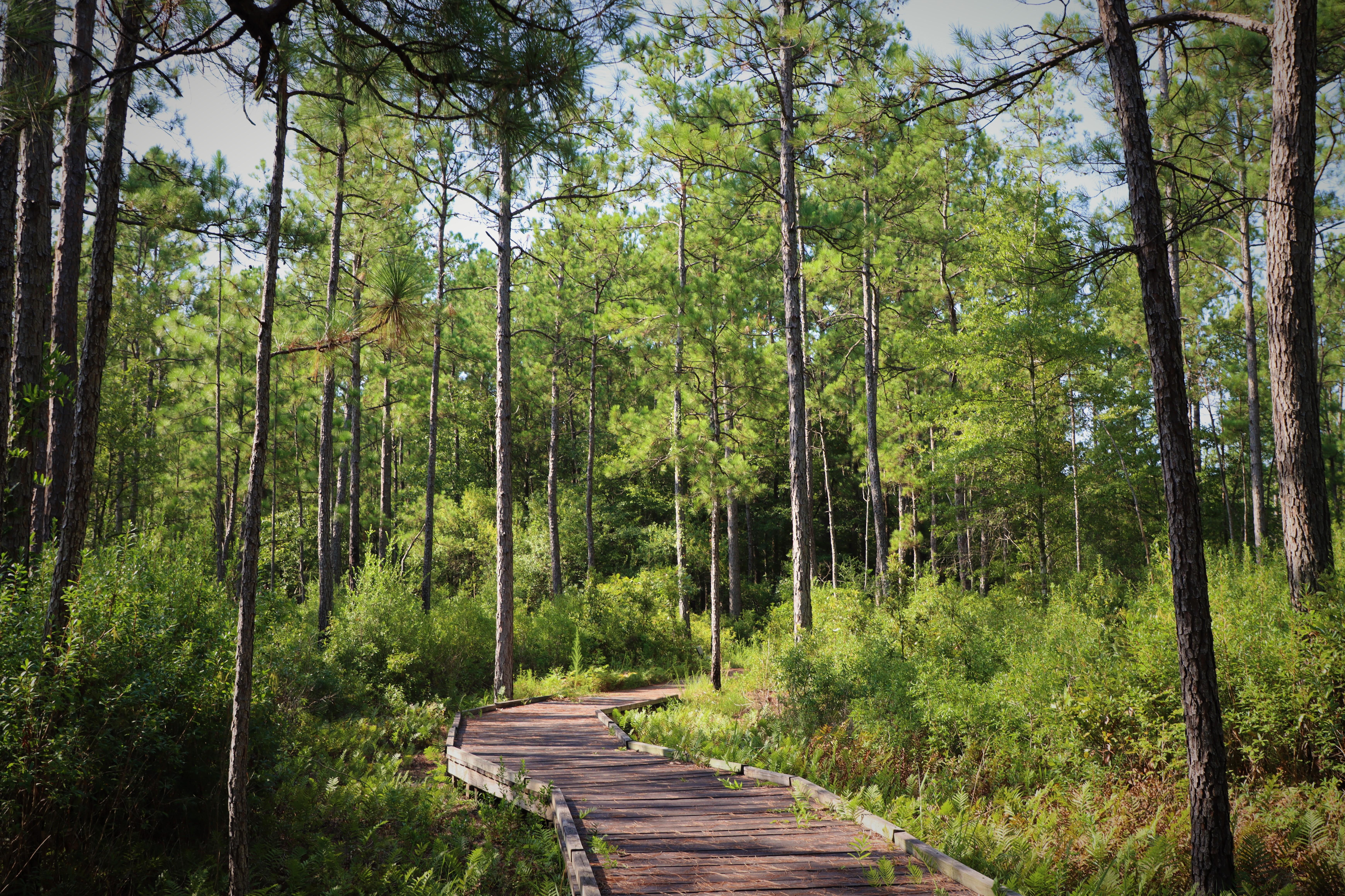 Sundew Trail