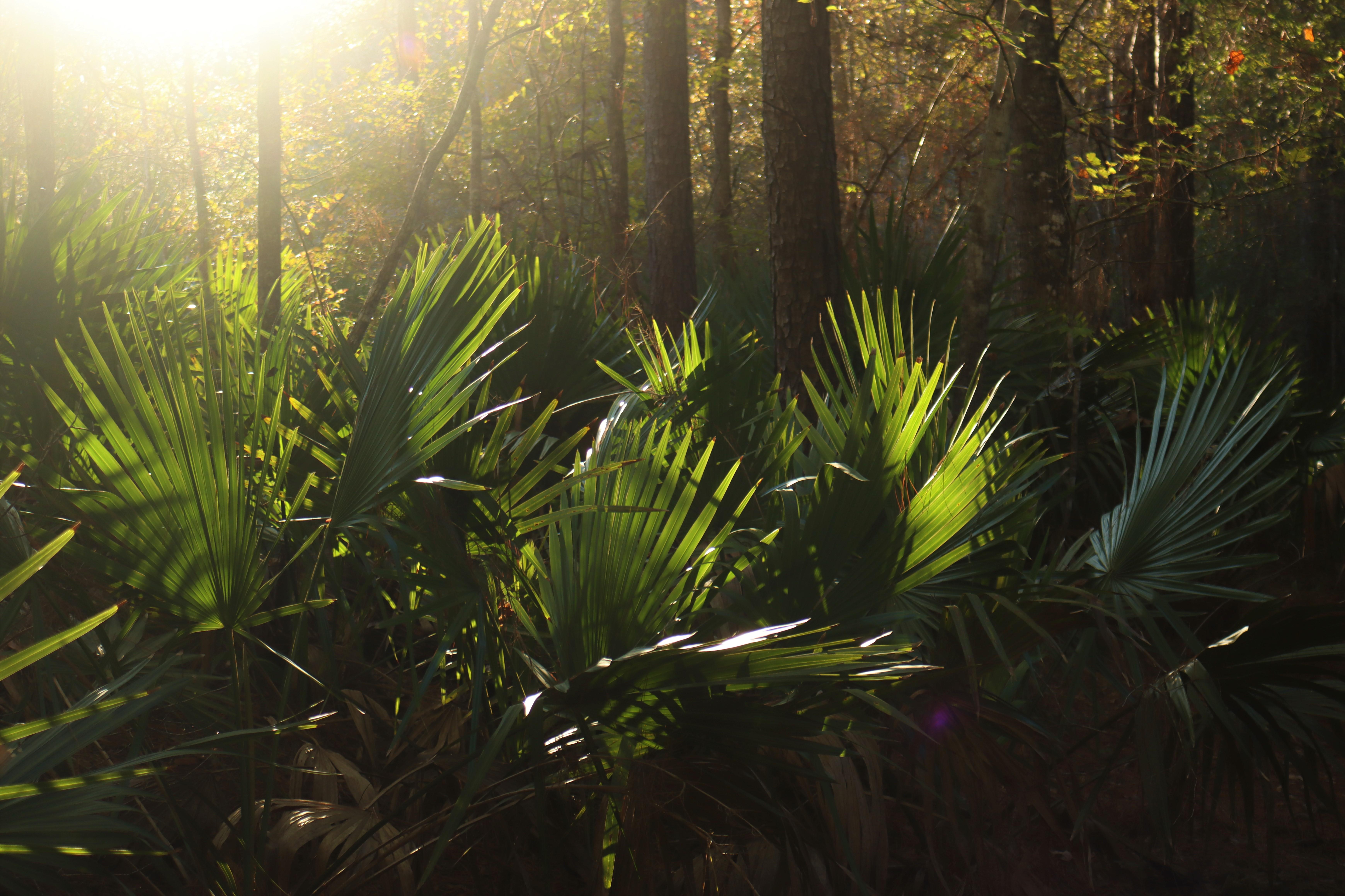 Palmettos