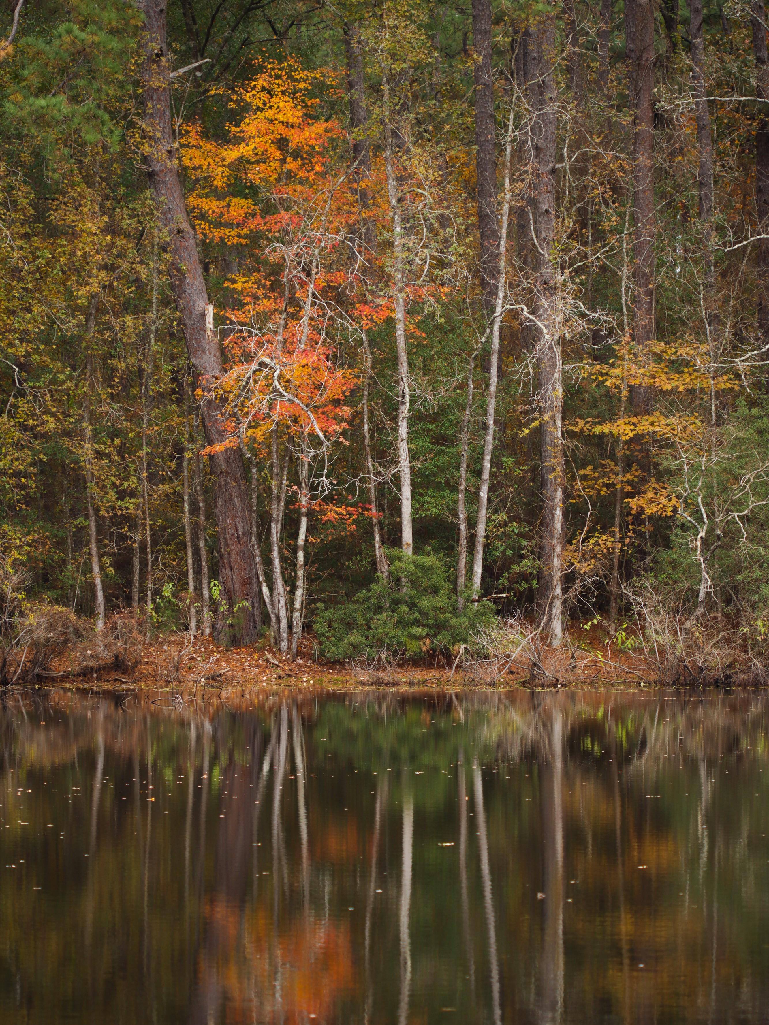 Collins Pond, Woodlands Trail