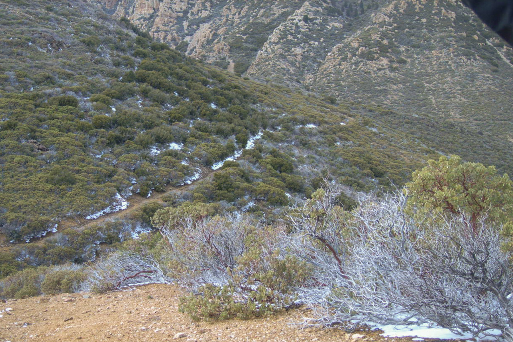 Snow along Wabayuma Peak Trail