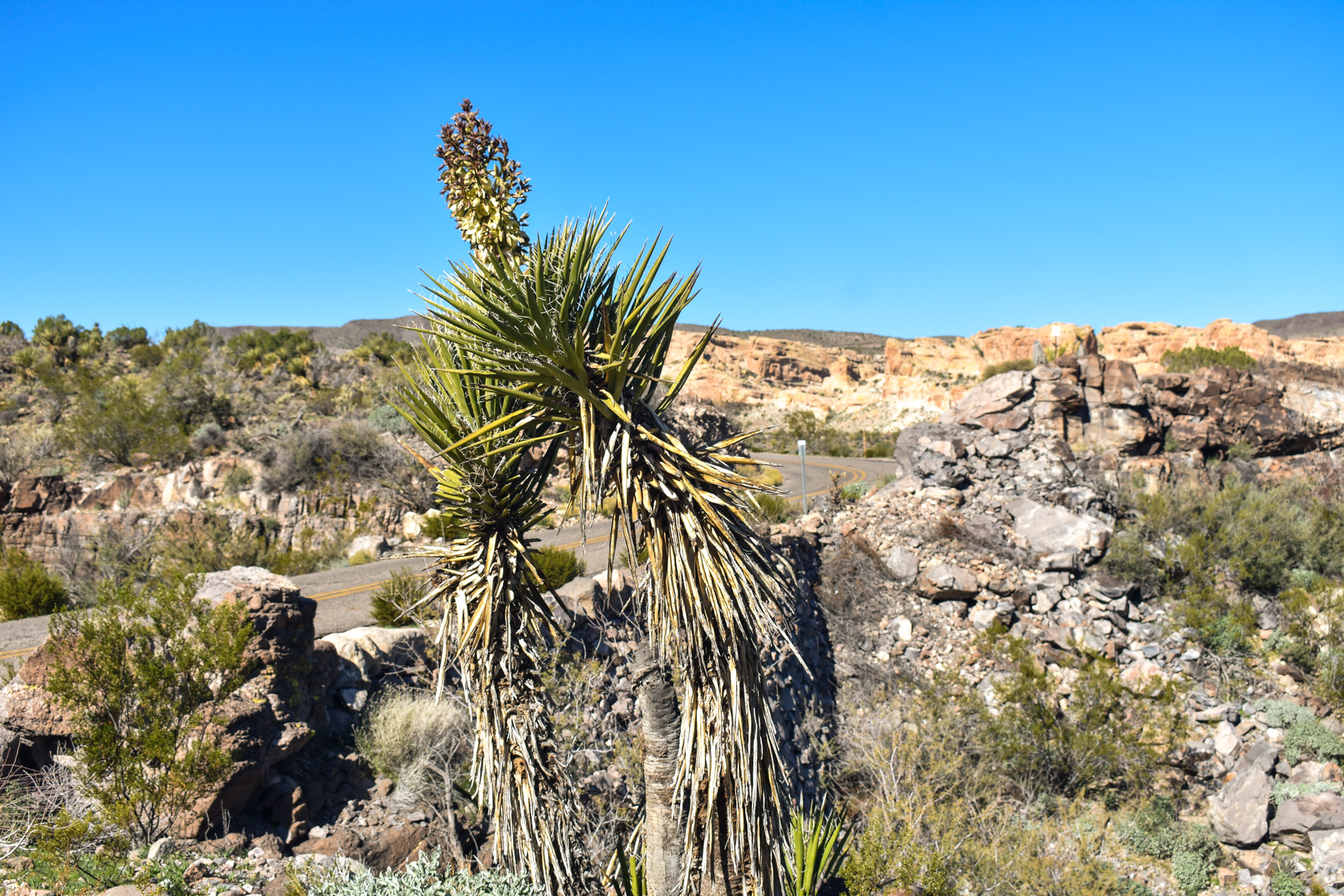Plants along the Route 66 Historic Back Country Byway
