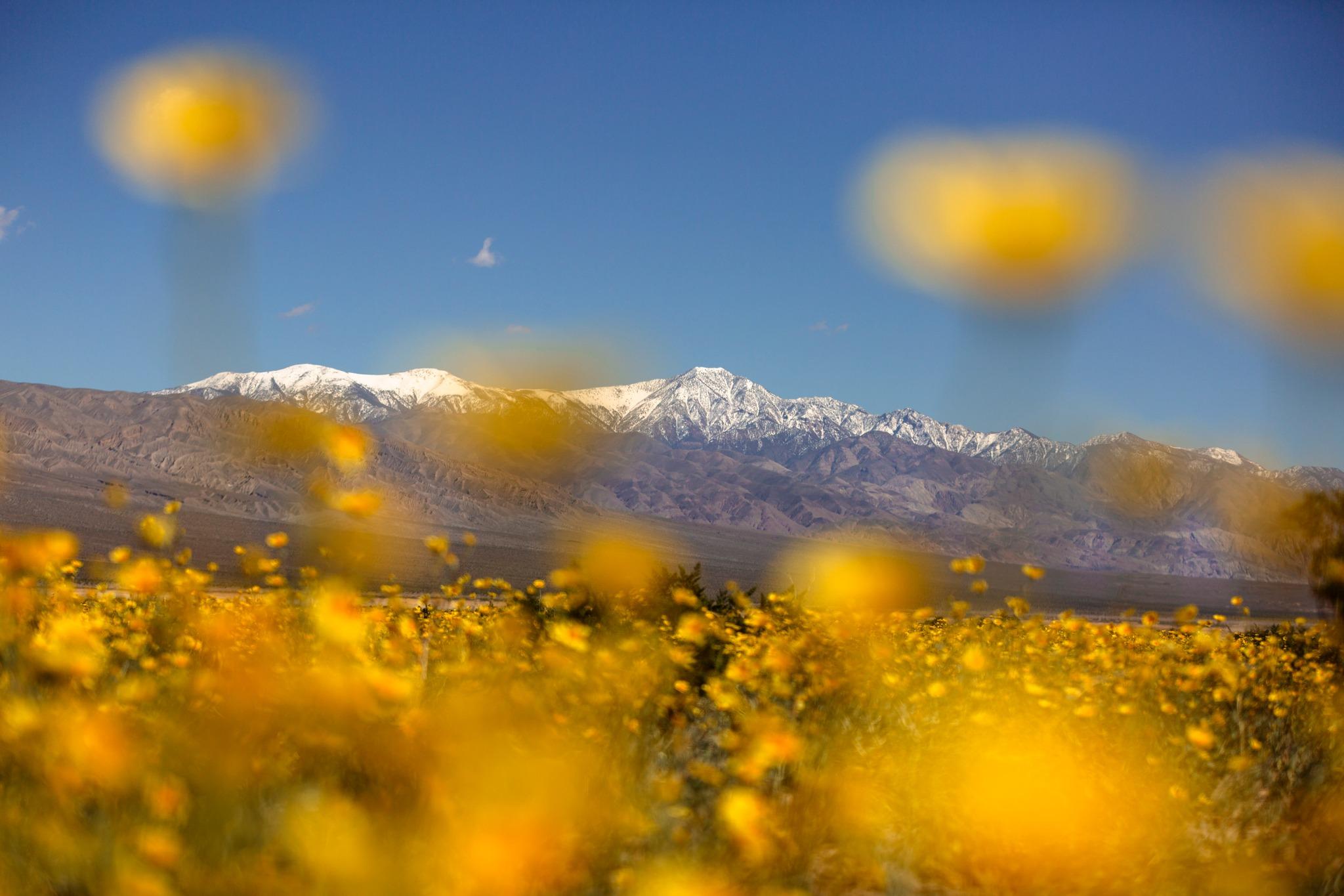 Death Valley National Park — Desert Gold in Panamint Valley