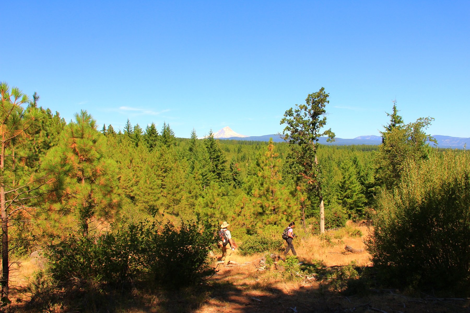 Hikers in the Wilderness