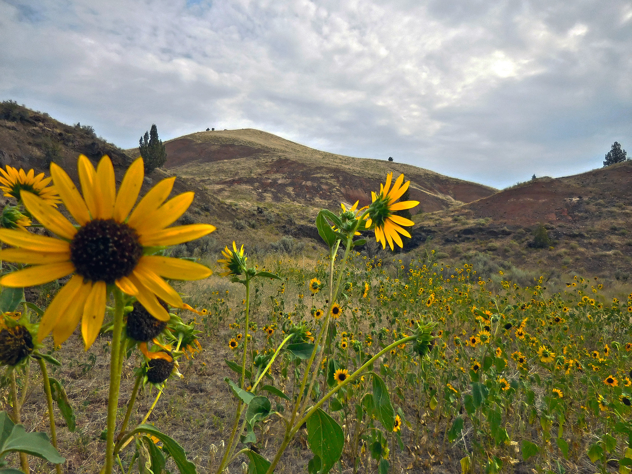 Sutton Mountain Scenic Byway wildflowers