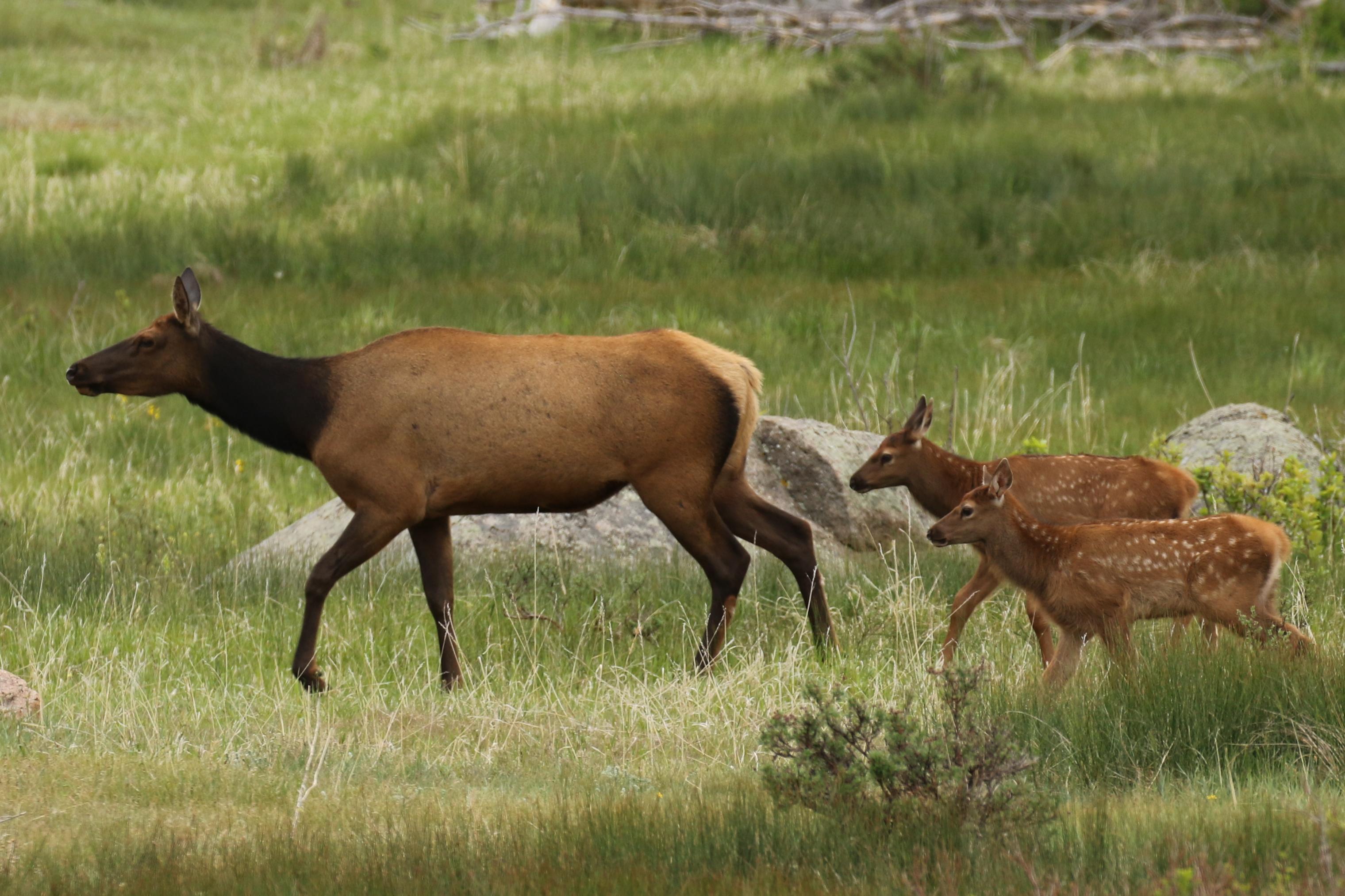 View Wildlife