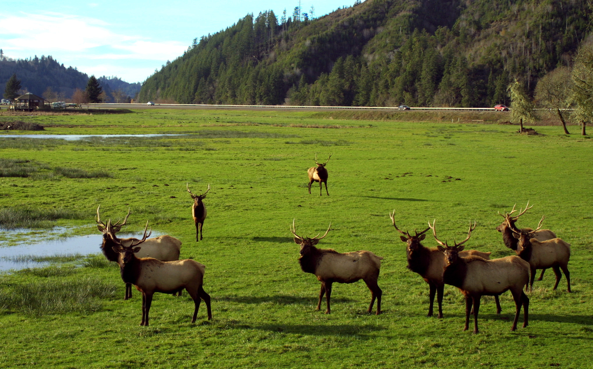 A group of elk grazing at Dean Creek Elk Viewing Area