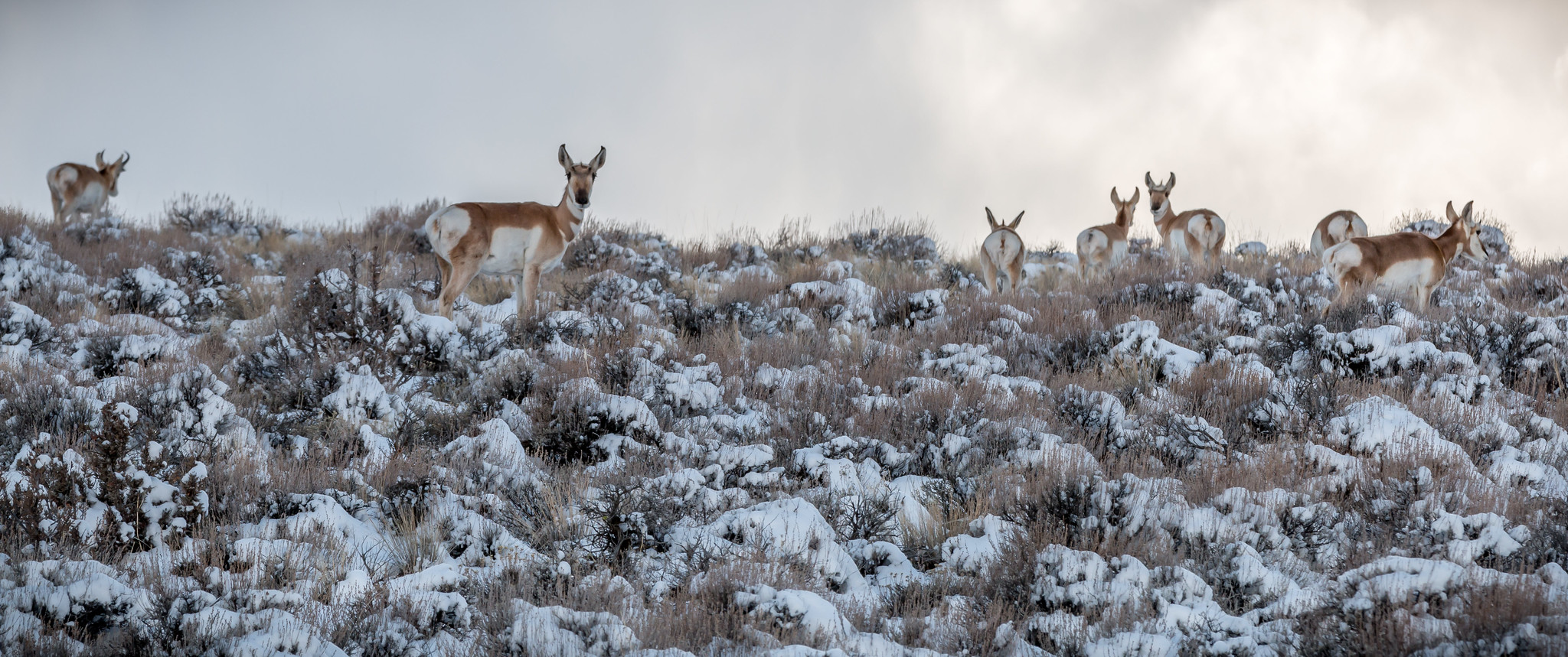 A herd of pronghorn antelope explores the snowy rangelands near Duncan Reservoir