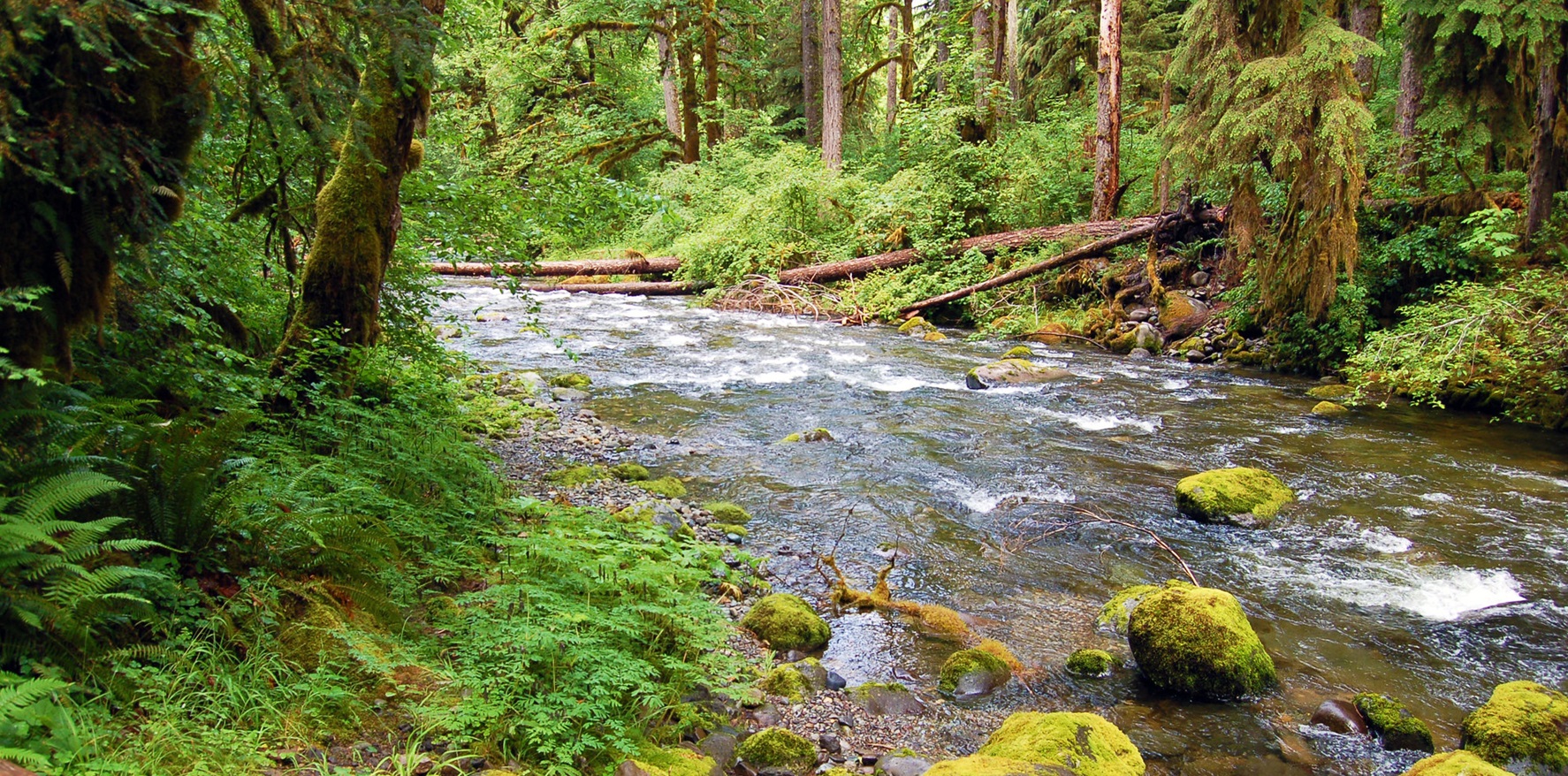 Elkhorn Creek Wild and Scenic River