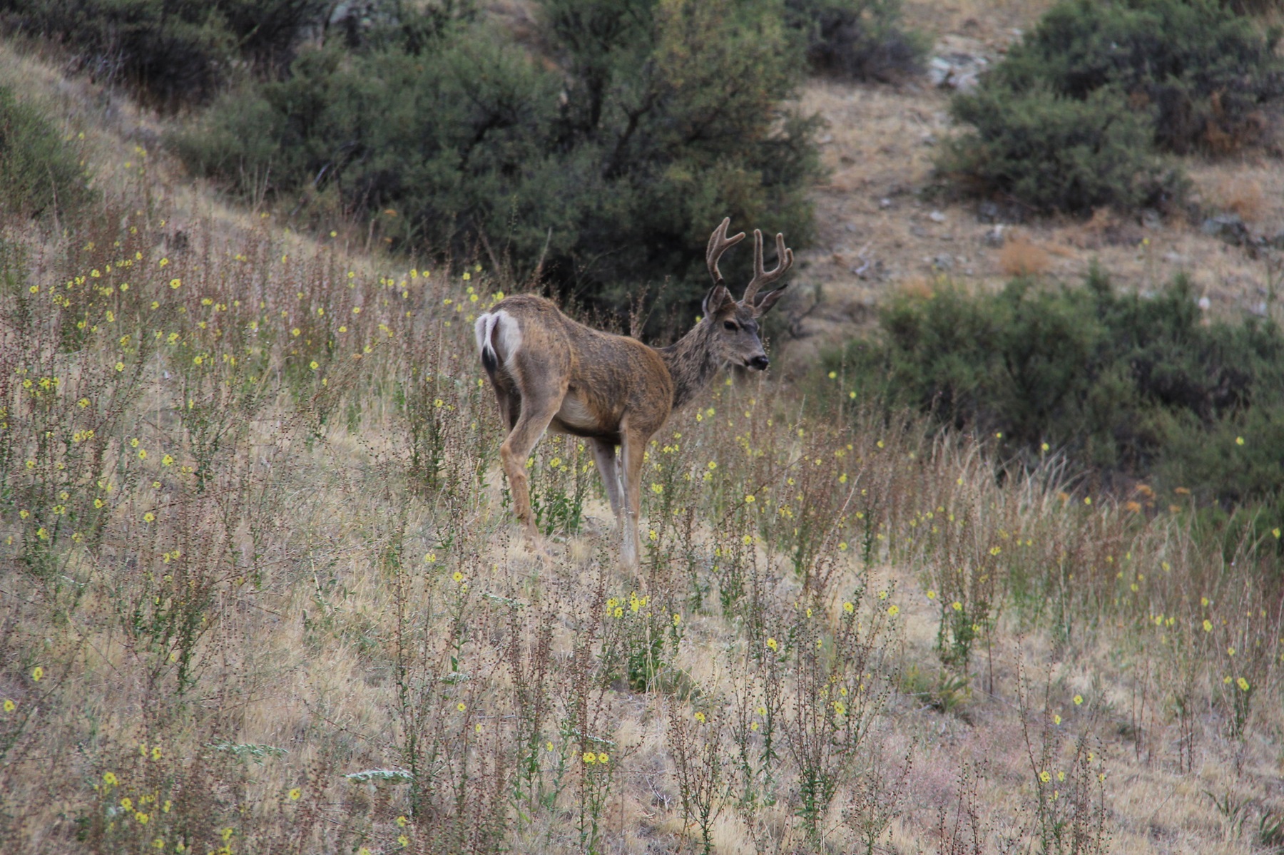 Buck in Hells Canyon Wilderness