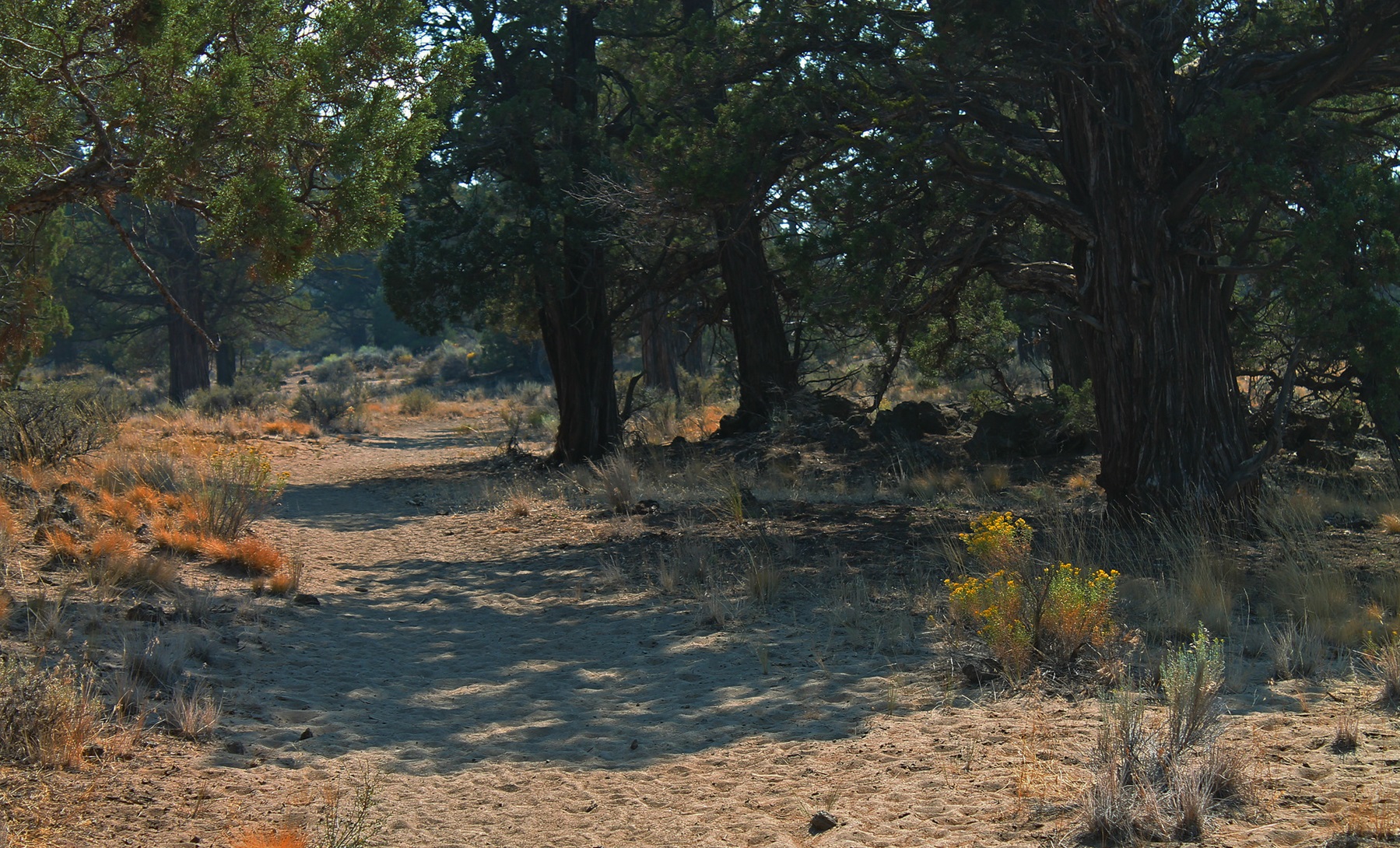 Huntington Wagon Road Trail