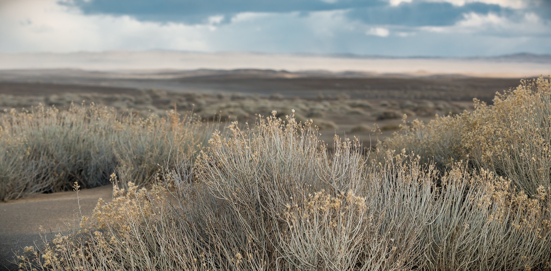 Rubber rabbitbrush at Fossil Lake