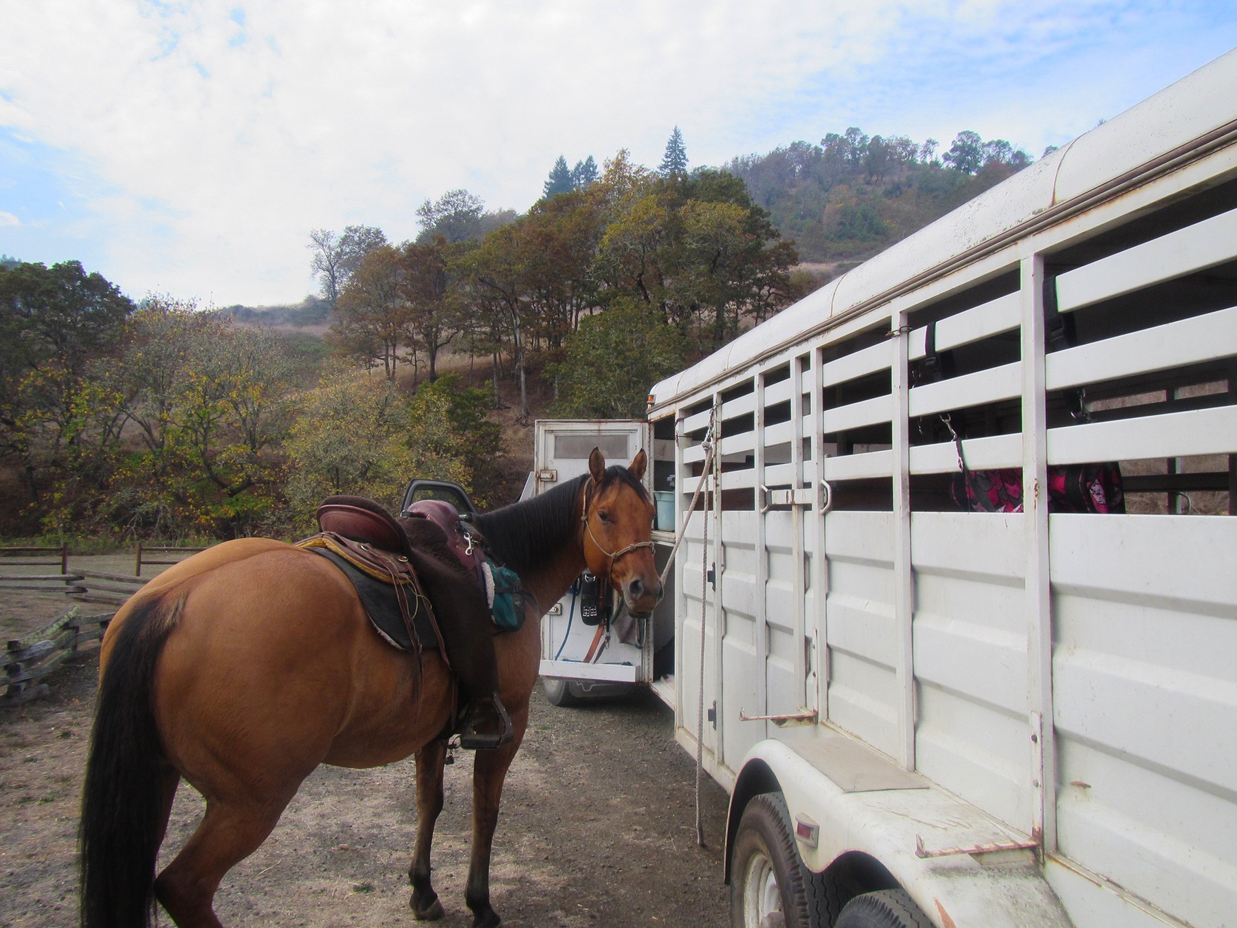 Saddled horse at trailer