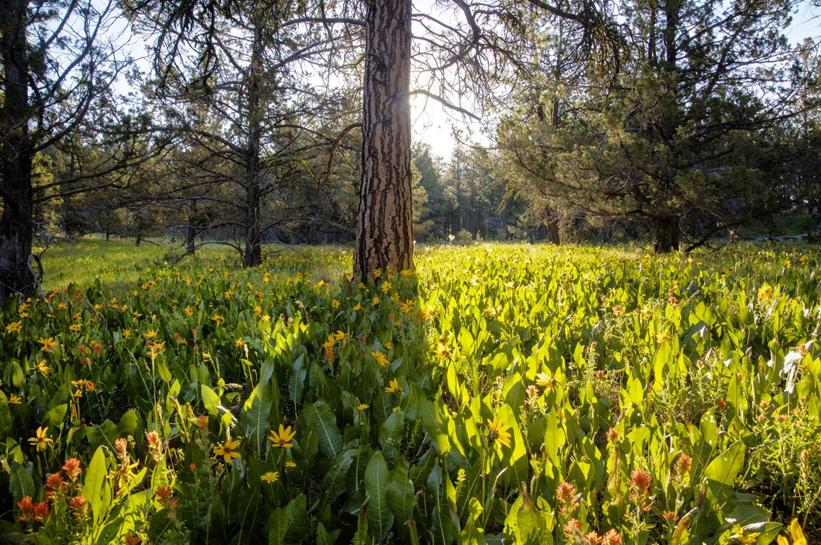 Wildflowers, ponderosa pines, and western junipers