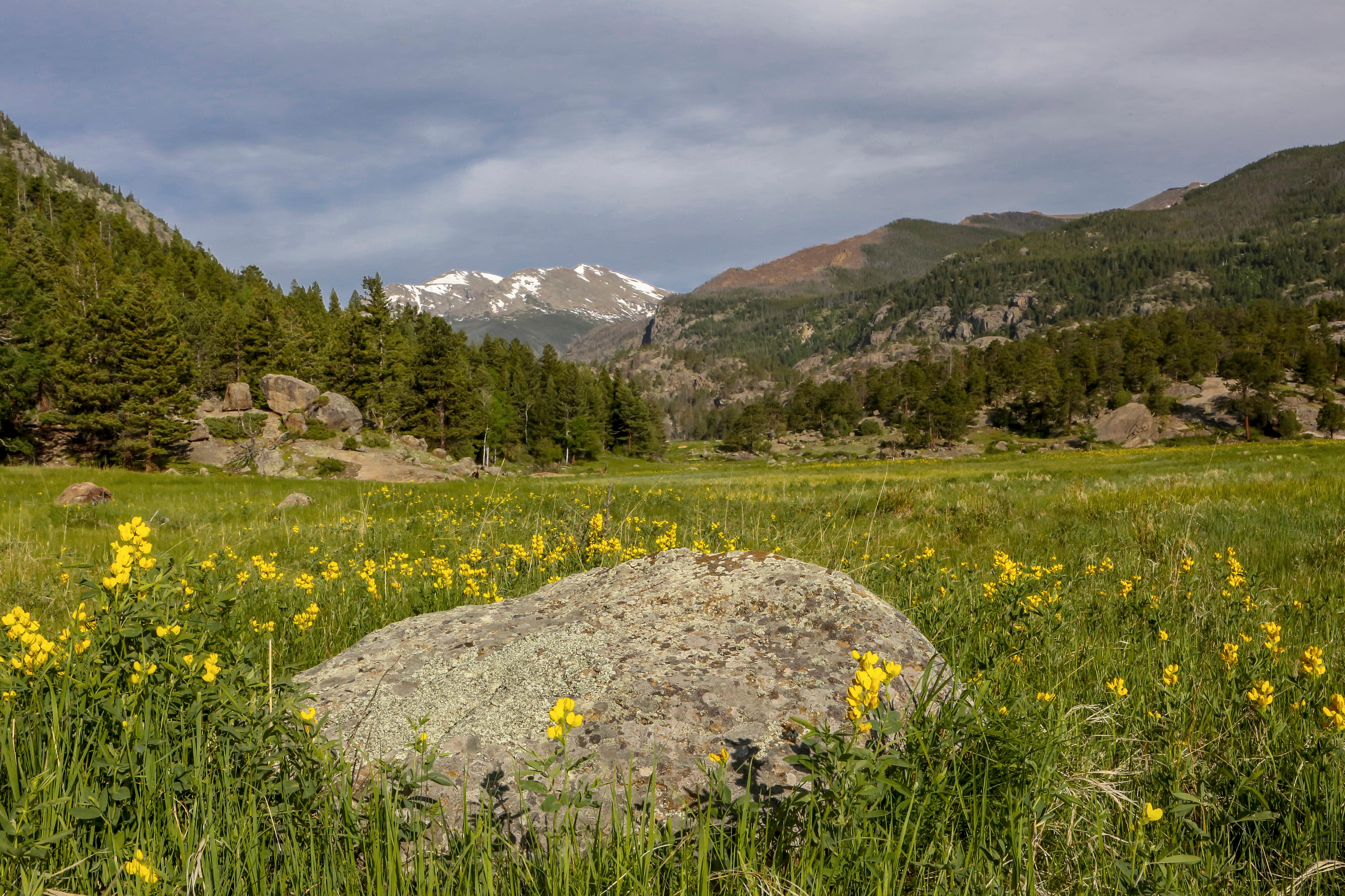 Golden Banner wildflowers in Moraine Park in spring