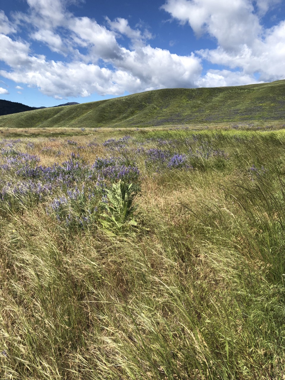 Palmer Mountain