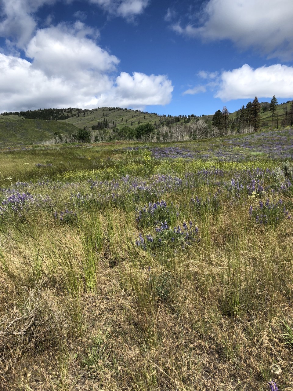 Palmer Mountain