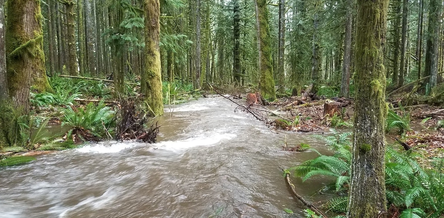 Salmon River wood jam & side channel restoration project at Wildwood
