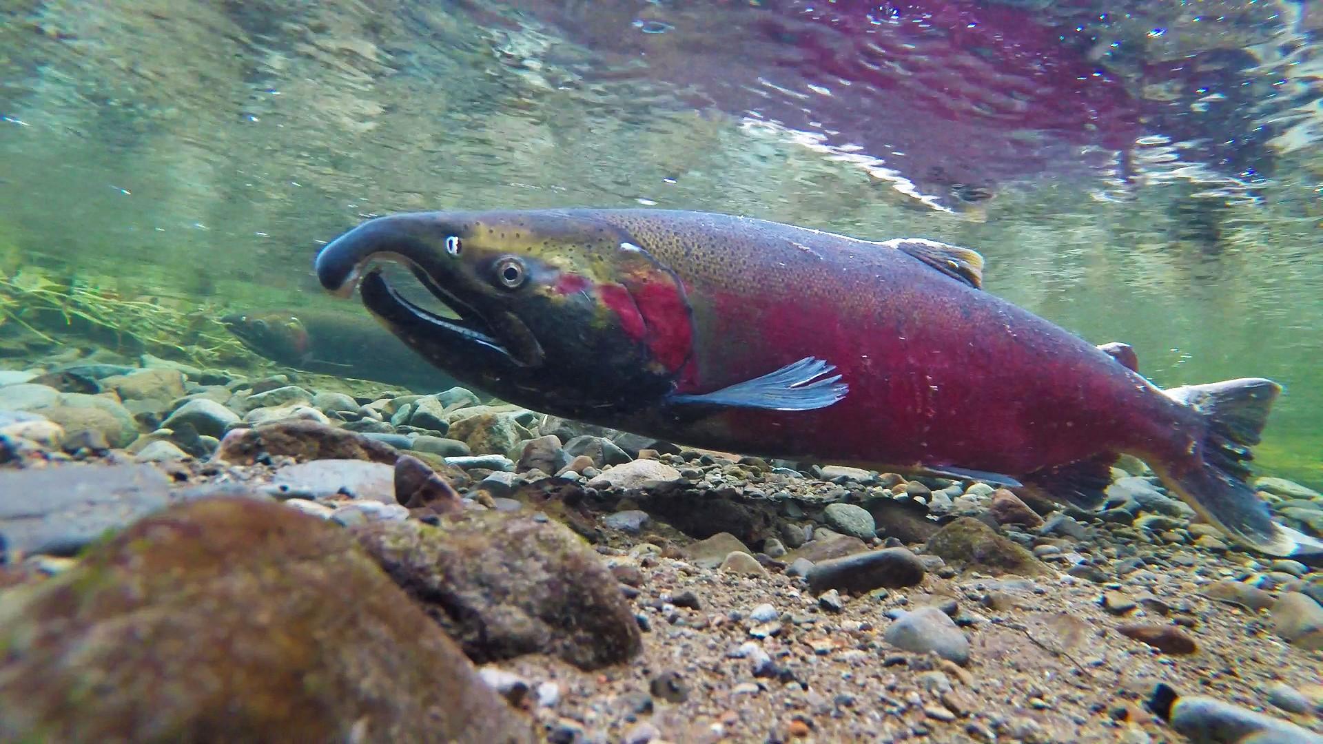 Coho spawning on the Salmon River