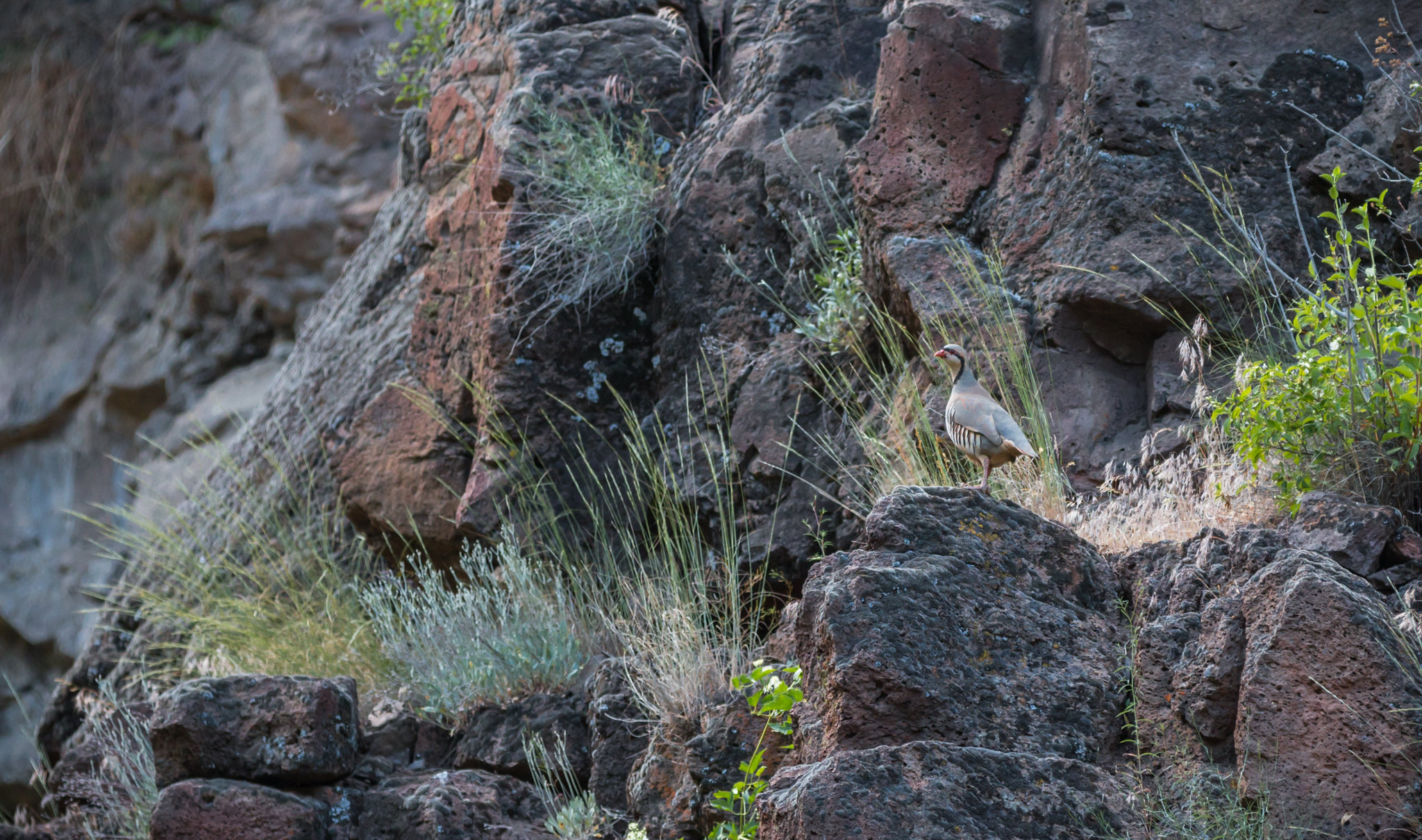 Chukar partridge along the South Fork John Day Wild and Scenic River