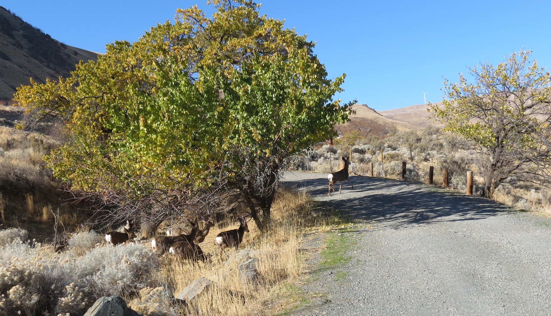 Wildlife at Spring Recreation Site