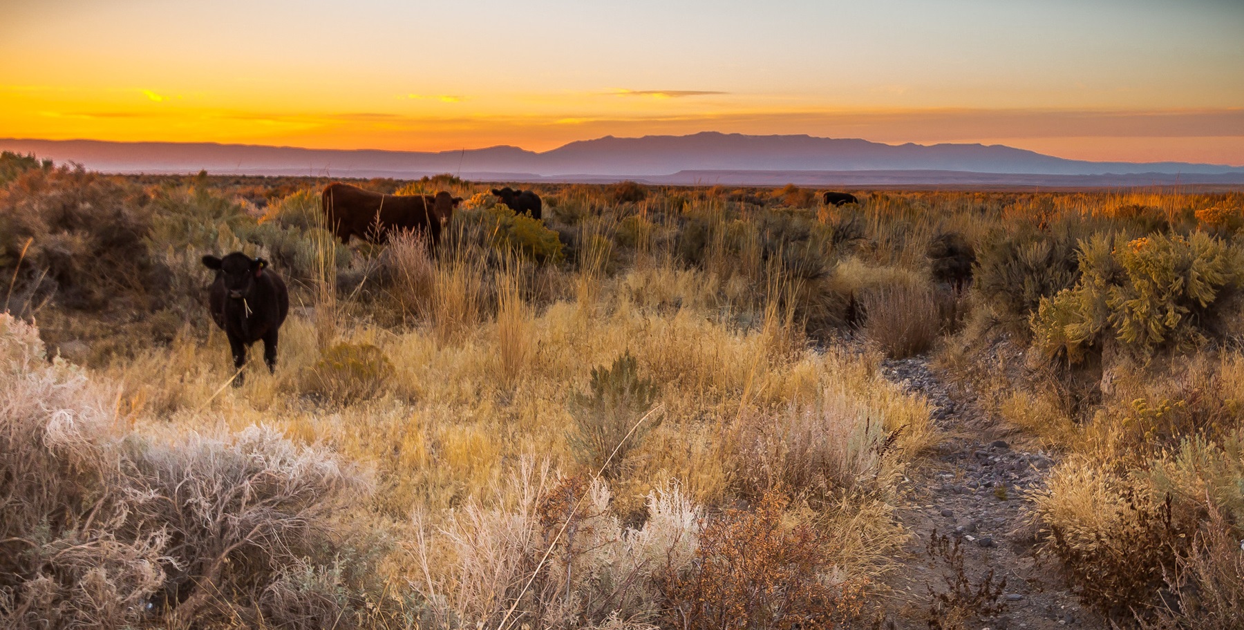 Cattle grazing on rangeland east of Steens Mountain