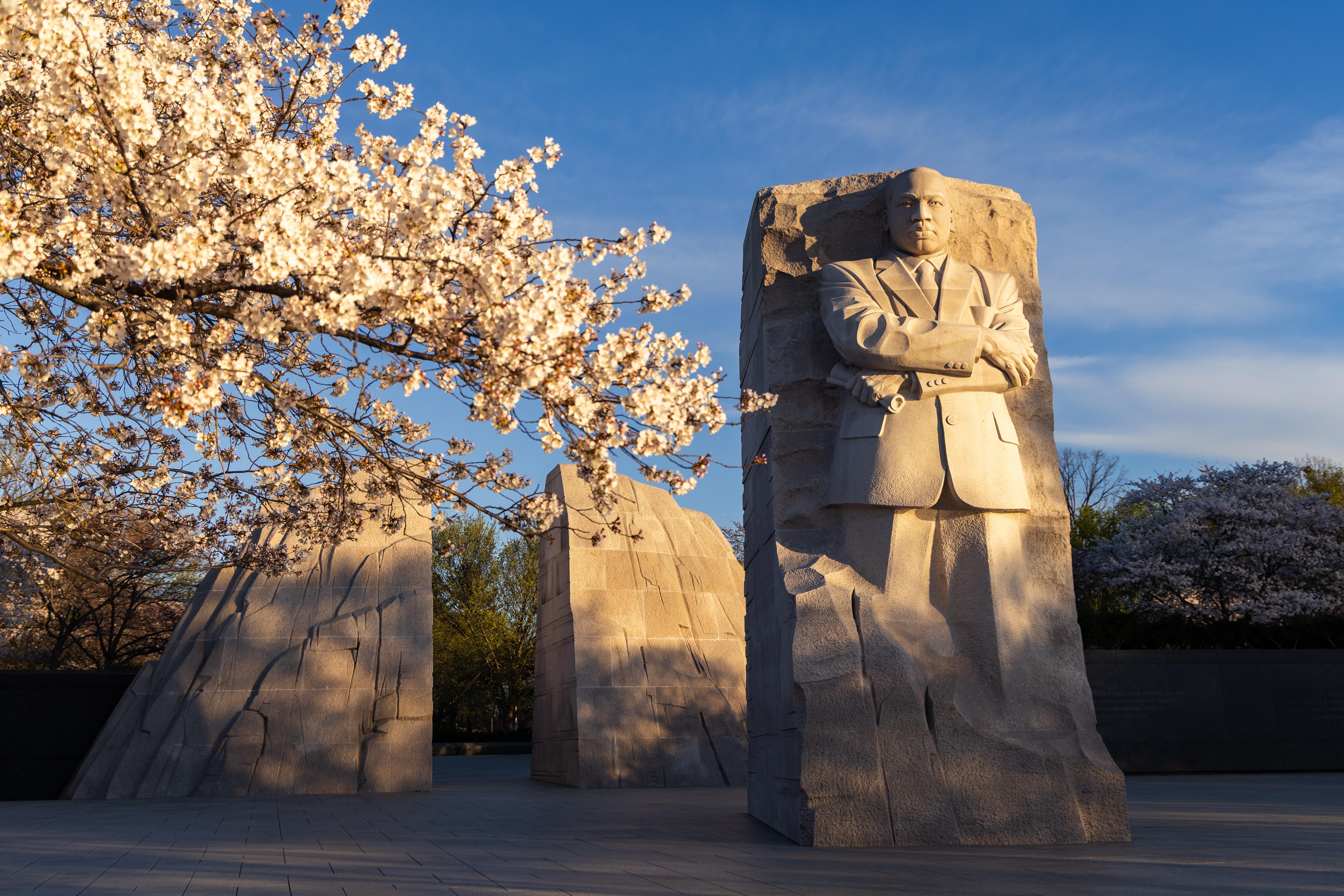 Martin Luther King, Jr. Memorial in cherry blossom season