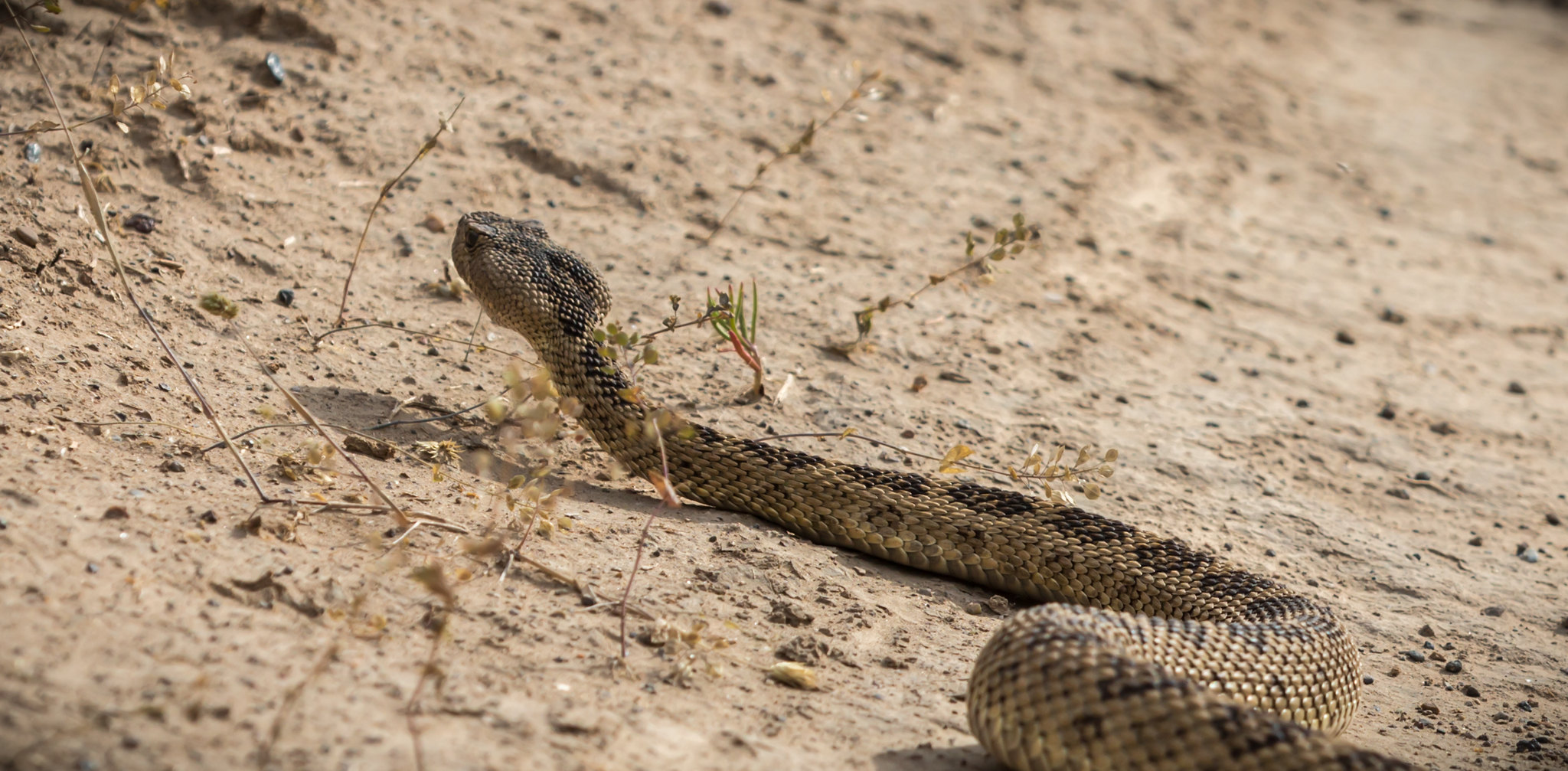 Rattlesnake at Three Forks Recreation Site