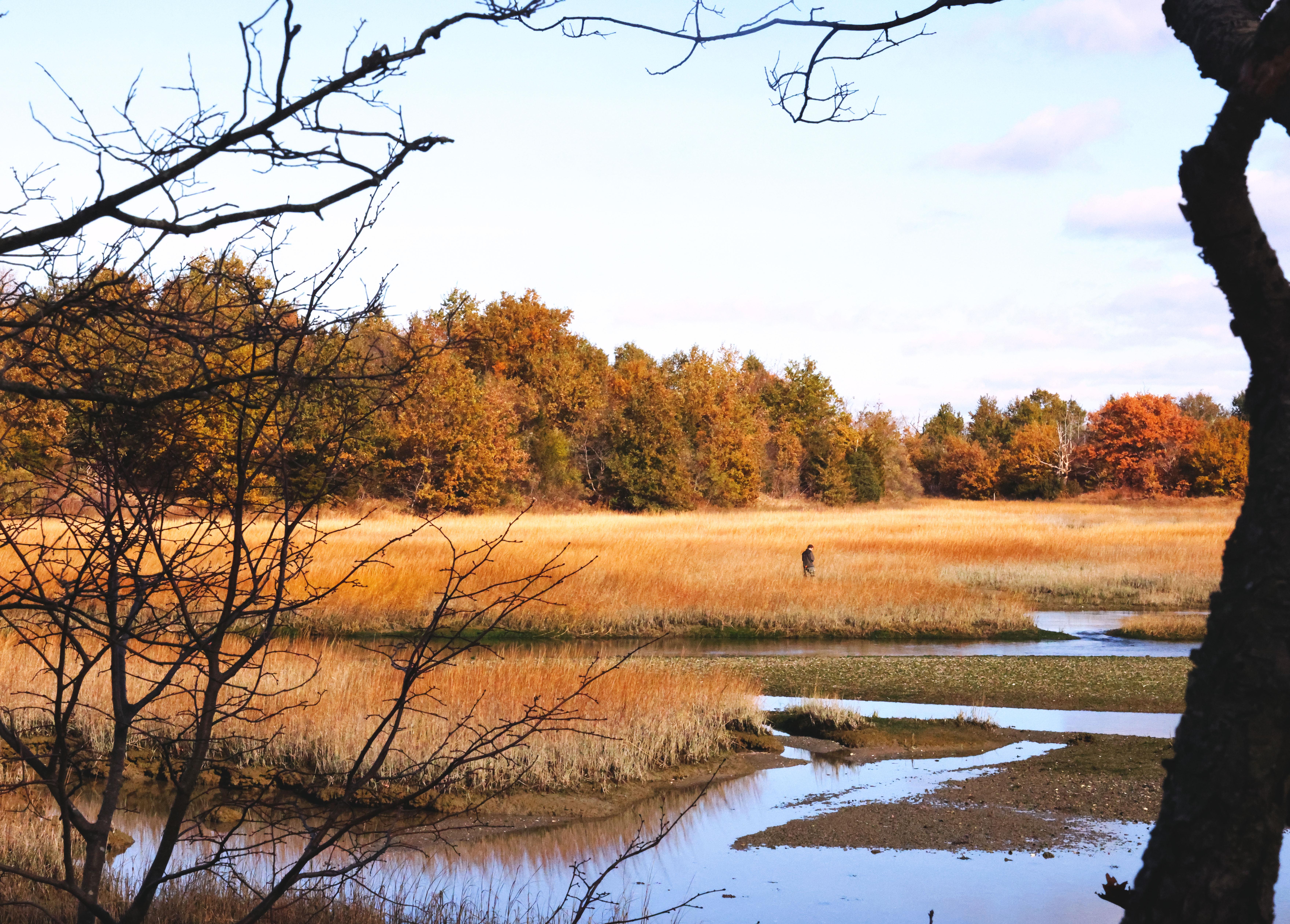 Salt Marshes on Thompson Island (Cathleen Stone Island)