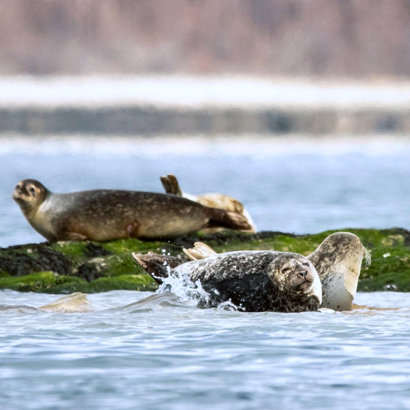 Seals in Boston Harbor