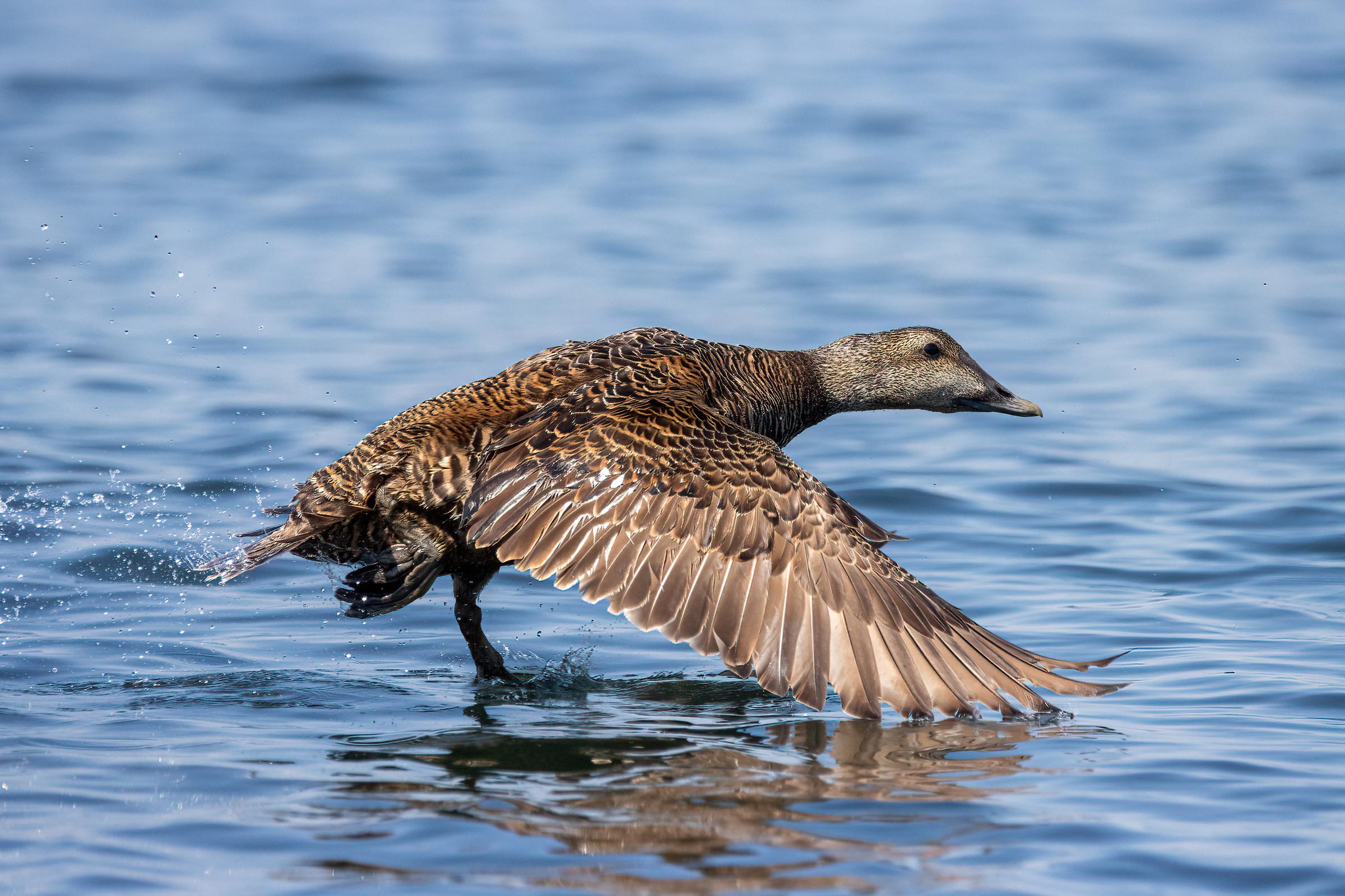 Common Eider